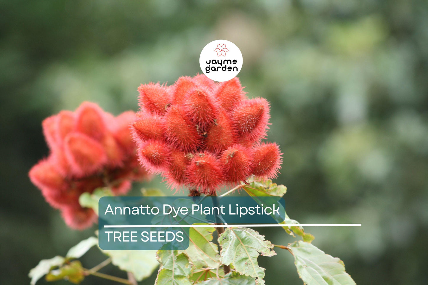50 Annatto Dye Plant Seeds - Bixa orellana, Lipstick Tree, Tropical Pink Flowers, Zones 10-12, Ornamental Shrub, Natural Dye Source