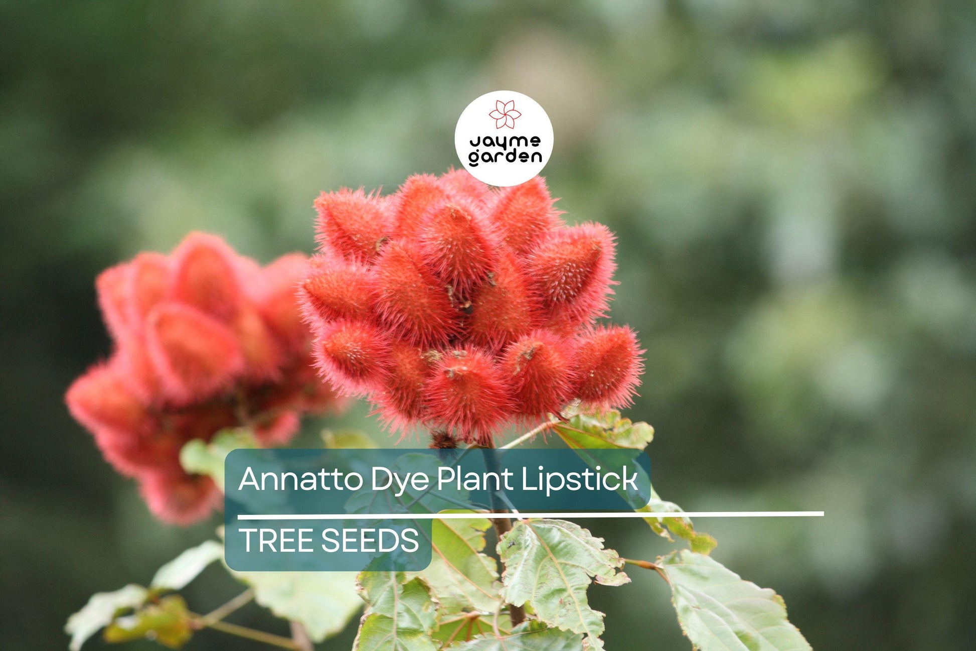 50 Annatto Dye Plant Seeds - Bixa orellana, Lipstick Tree, Tropical Pink Flowers, Zones 10-12, Ornamental Shrub, Natural Dye Source