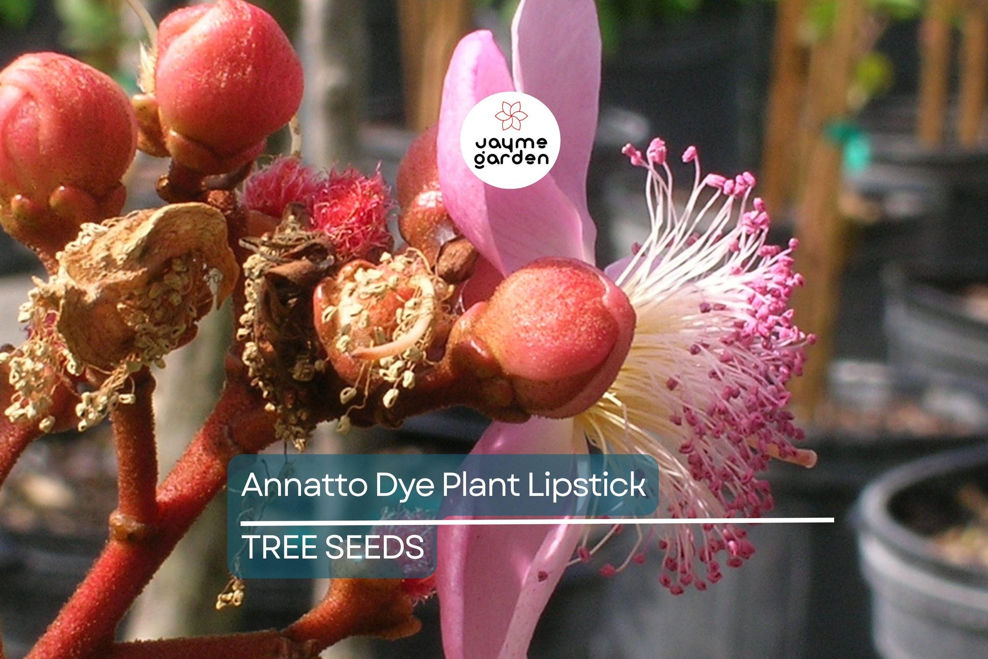 50 Annatto Dye Plant Seeds - Bixa orellana, Lipstick Tree, Tropical Pink Flowers, Zones 10-12, Ornamental Shrub, Natural Dye Source