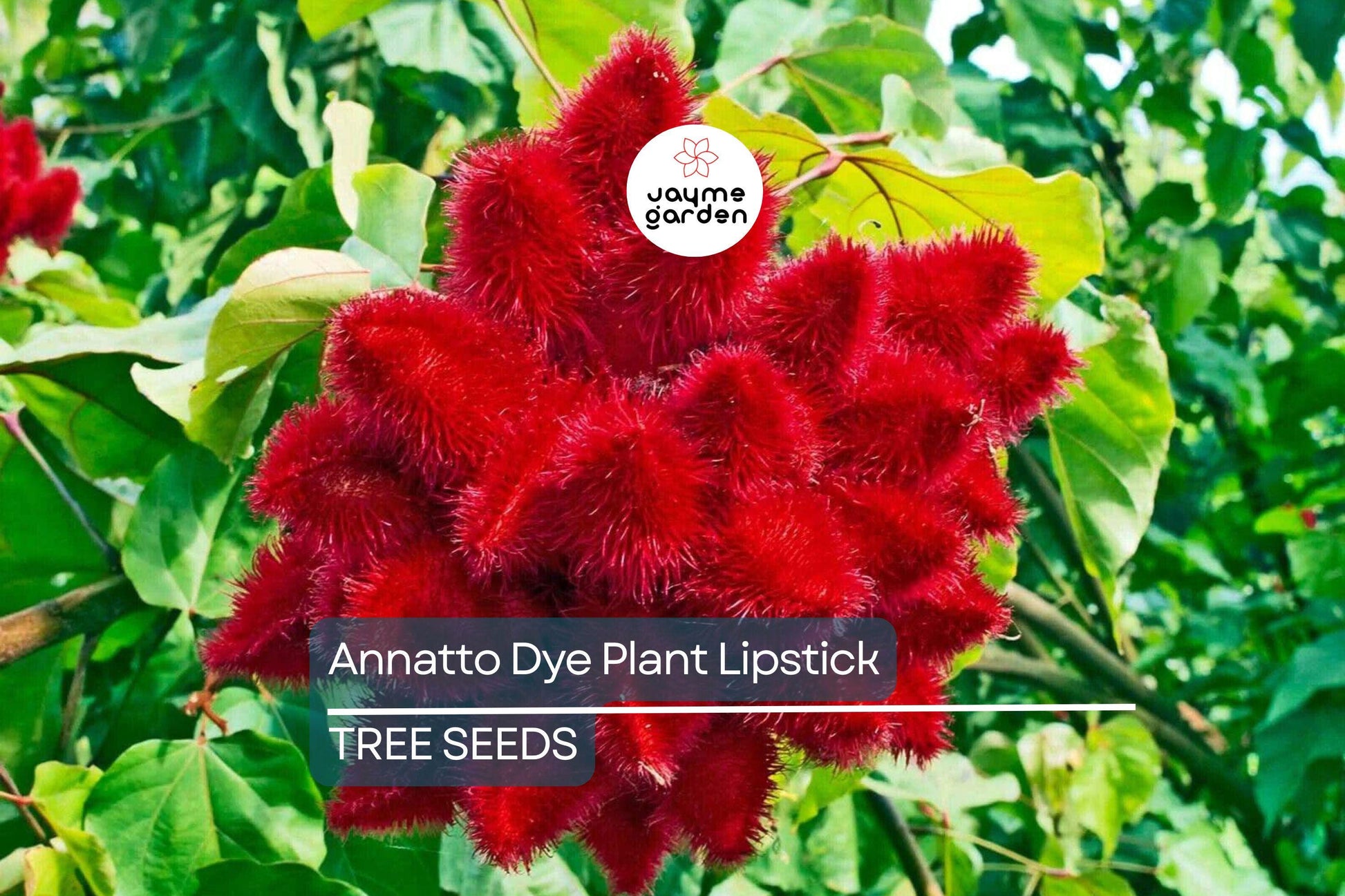 50 Annatto Dye Plant Seeds - Bixa orellana, Lipstick Tree, Tropical Pink Flowers, Zones 10-12, Ornamental Shrub, Natural Dye Source