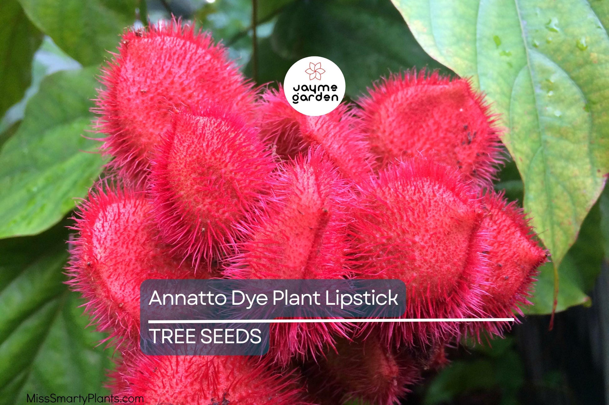 50 Annatto Dye Plant Seeds - Bixa orellana, Lipstick Tree, Tropical Pink Flowers, Zones 10-12, Ornamental Shrub, Natural Dye Source
