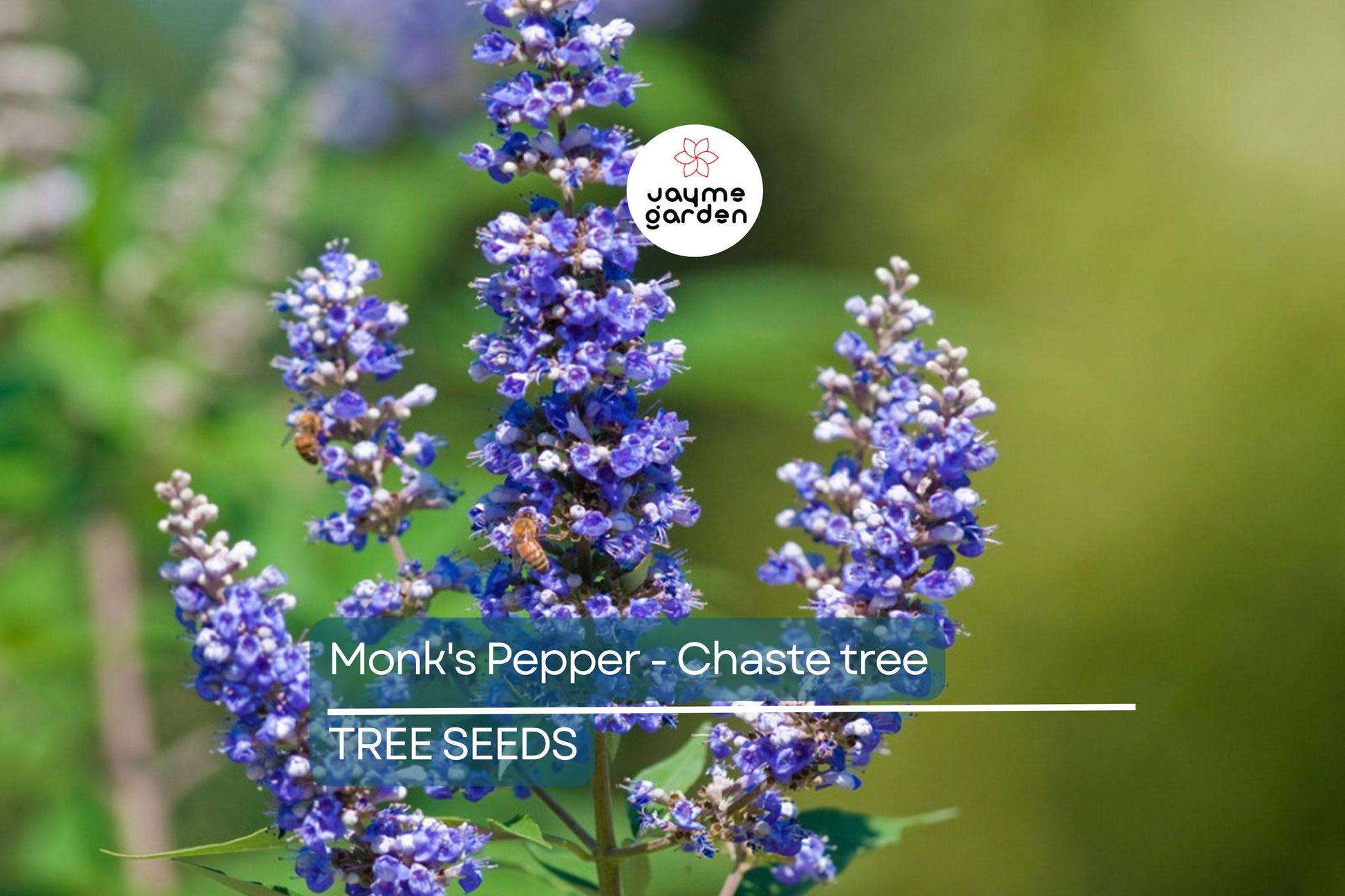 20 Chaste Tree Seeds – Vitex agnus-castus, Hardy Lilac Flowers, Deer Resistant, Attracts Butterflies & Bees, Zones 6-9, Fast Growing