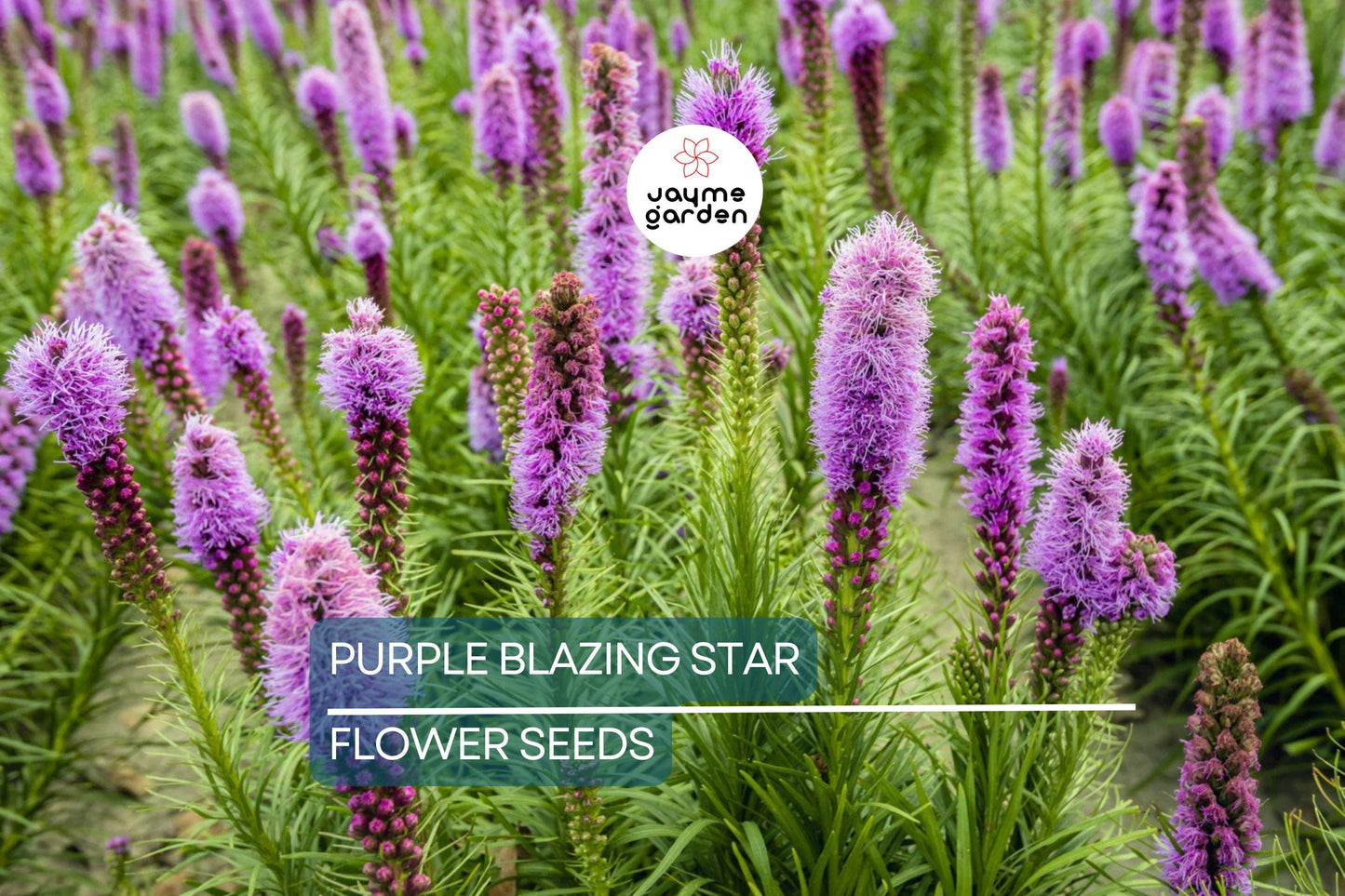 50 Purple Blazing Star Seeds (Liatris spicata) – Cold Hardy Butterfly Plant, Tall Purple Spikes, USDA Zones 3-9, Pollinator Garden Favorite