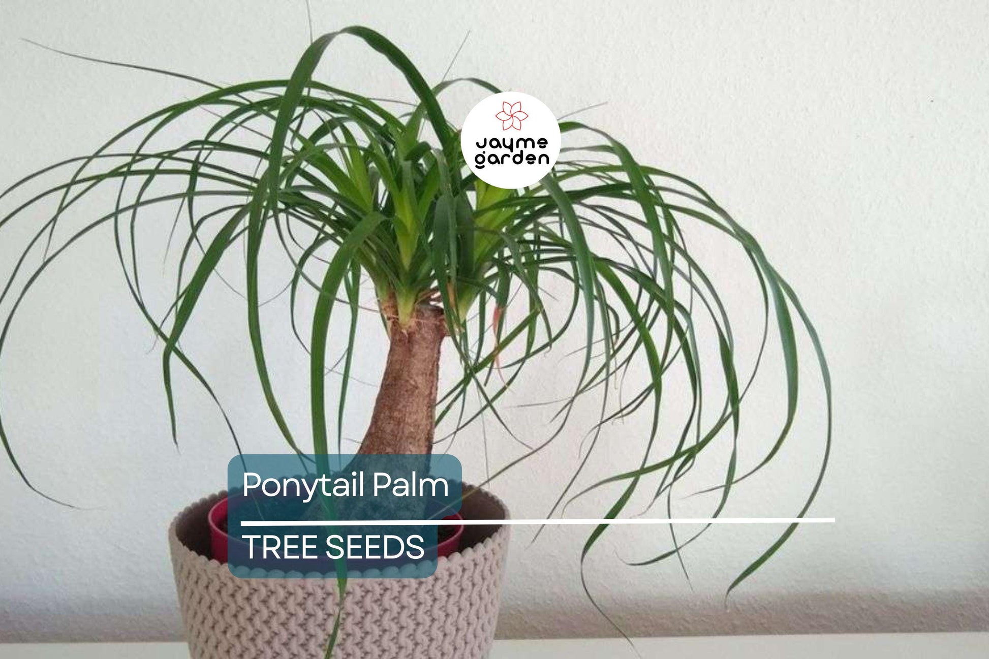 10 Ponytail Palm Tree Seeds (Beaucarnea recurvata) – Rare Elephant Foot Caudex, Indoor Houseplant, USDA Zones 9-11, Low Maintenance