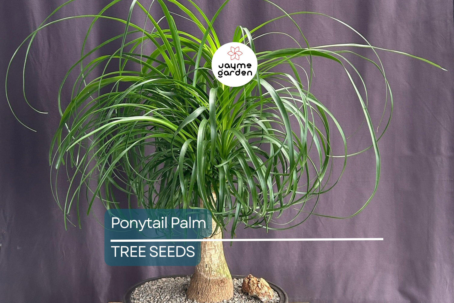 10 Ponytail Palm Tree Seeds (Beaucarnea recurvata) – Rare Elephant Foot Caudex, Indoor Houseplant, USDA Zones 9-11, Low Maintenance