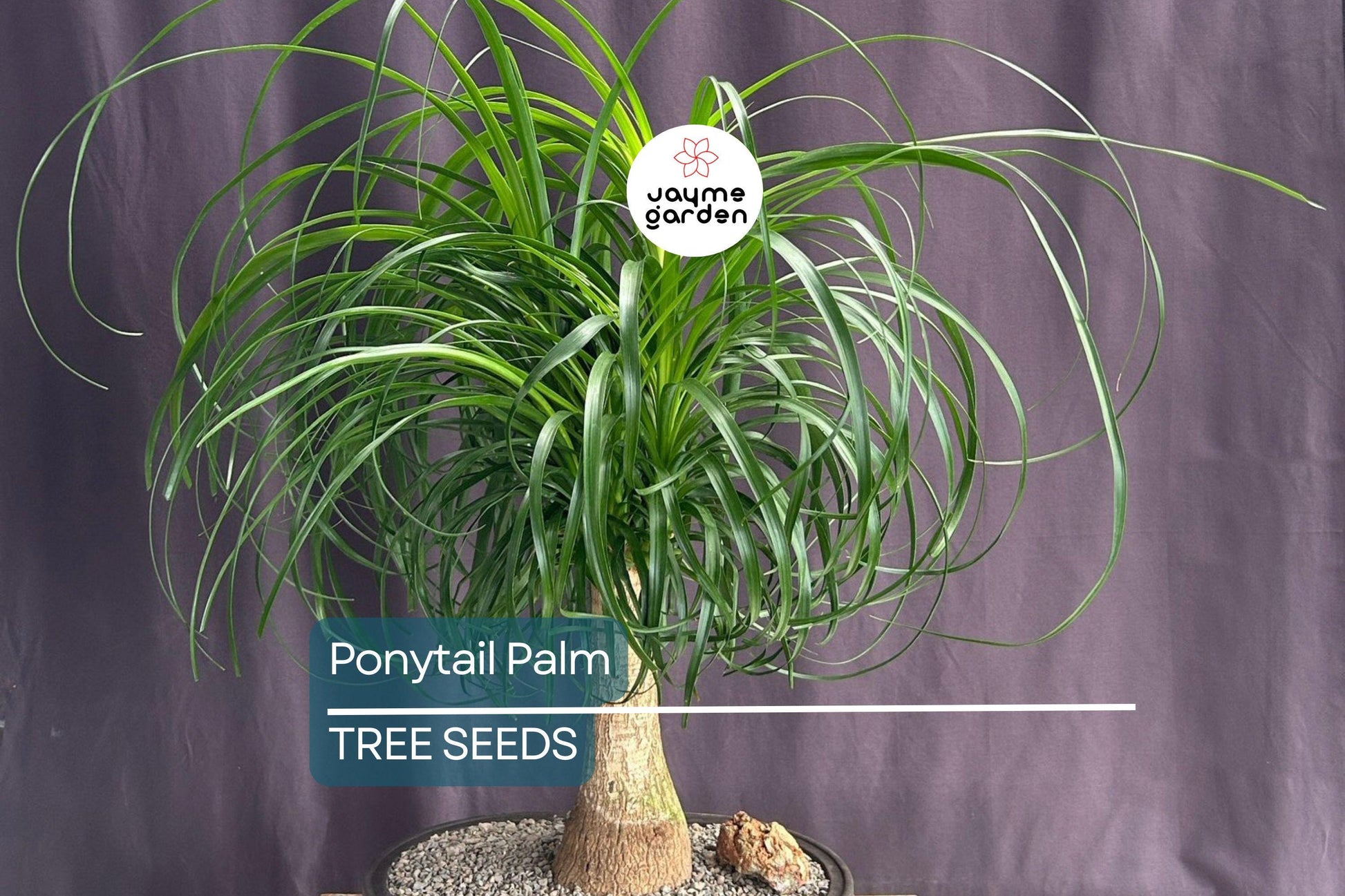 10 Ponytail Palm Tree Seeds (Beaucarnea recurvata) – Rare Elephant Foot Caudex, Indoor Houseplant, USDA Zones 9-11, Low Maintenance