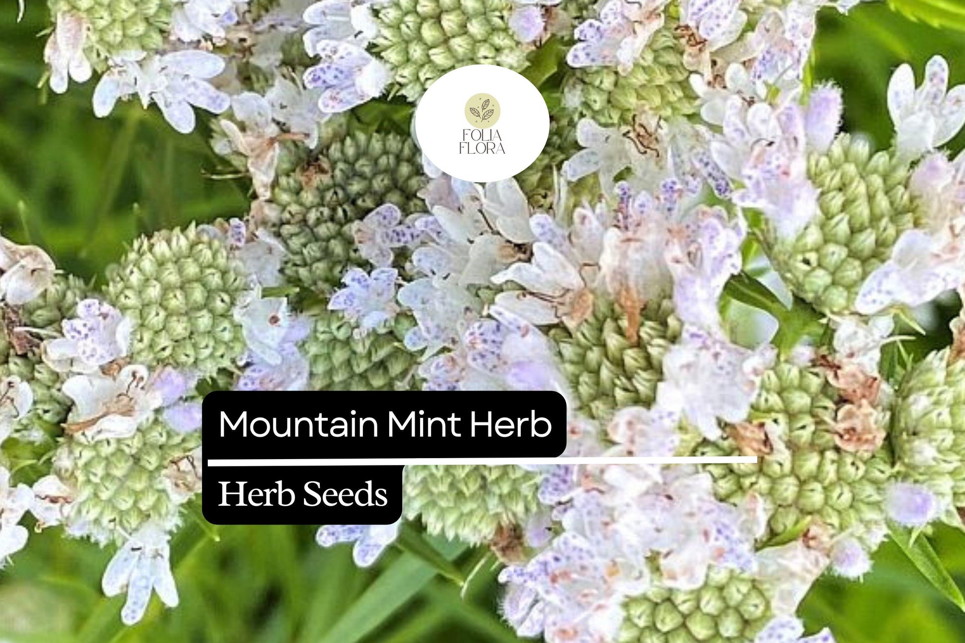 Mountain Mint Seeds (Pycnanthemum verticillatum) | 25 Seeds | Aromatic Herb | Edible Leaves | Native Perennial Plant