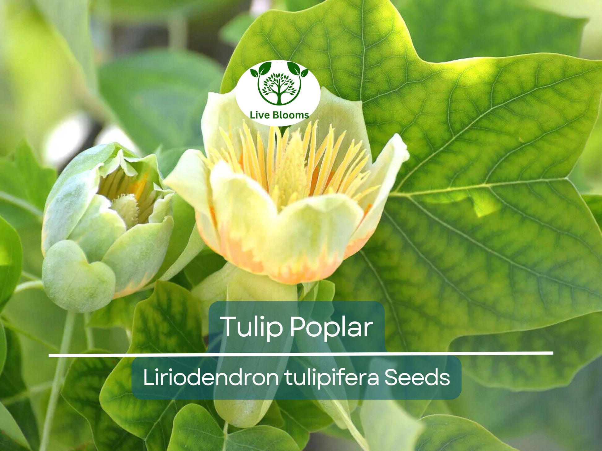 20 Tulip Poplar Seeds (Liriodendron tulipifera) | Tulip Tree, Big Yellow Flowers, Fast-Growing, Shade Tree for Garden & Landscape