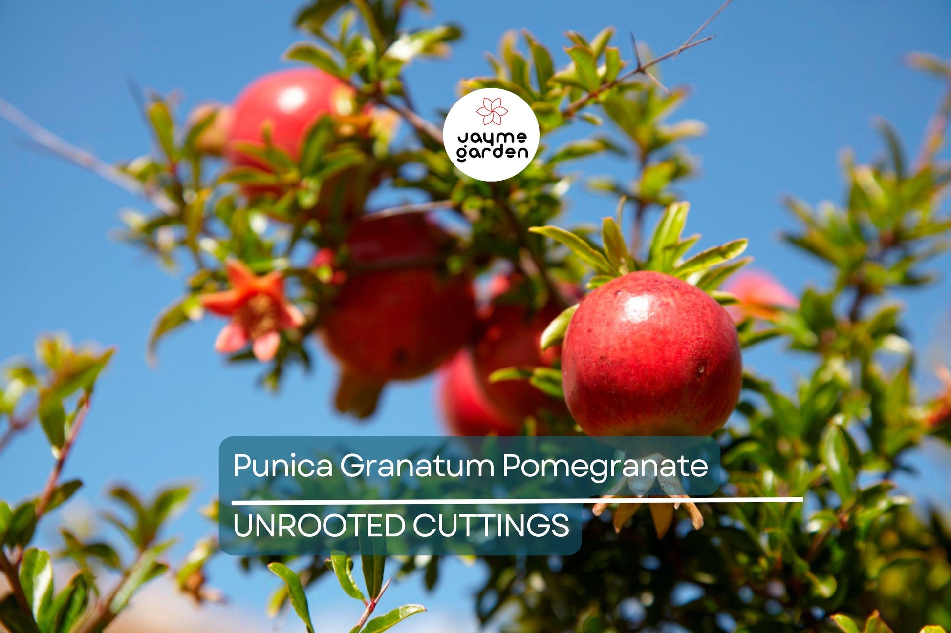 Punica Granatum Pomegranate Tree Cuttings, 6” Live Plants, Fast-Growing, Evergreen, Fruit-Bearing, USDA Zones 7-11, Organic