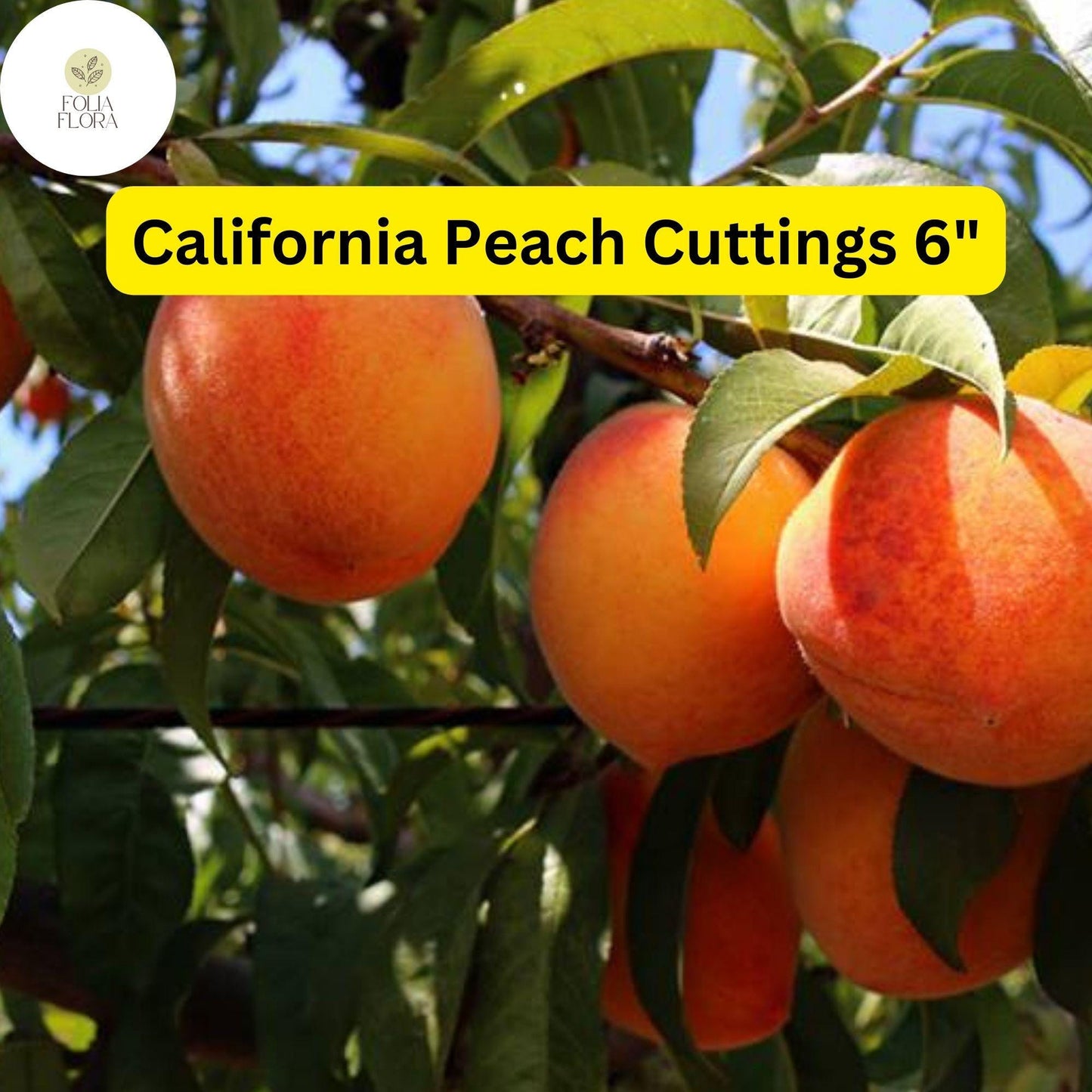7 Live Cuttings 6" Prunus Persica California Peach | Sweet Fruit Tree Plant, Easy to Grow, Home Orchard, Juicy Peaches