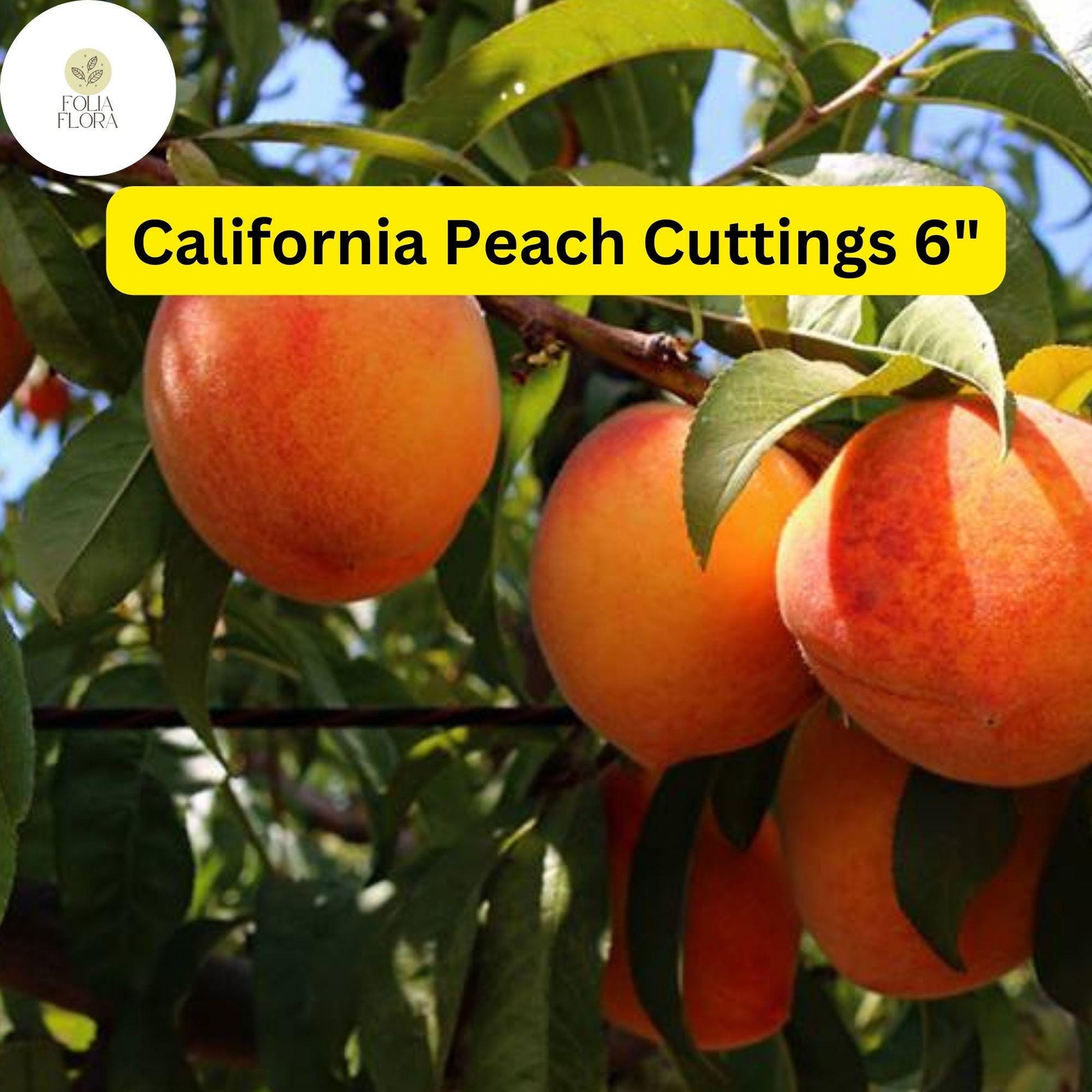 7 Live Cuttings 6" Prunus Persica California Peach | Sweet Fruit Tree Plant, Easy to Grow, Home Orchard, Juicy Peaches