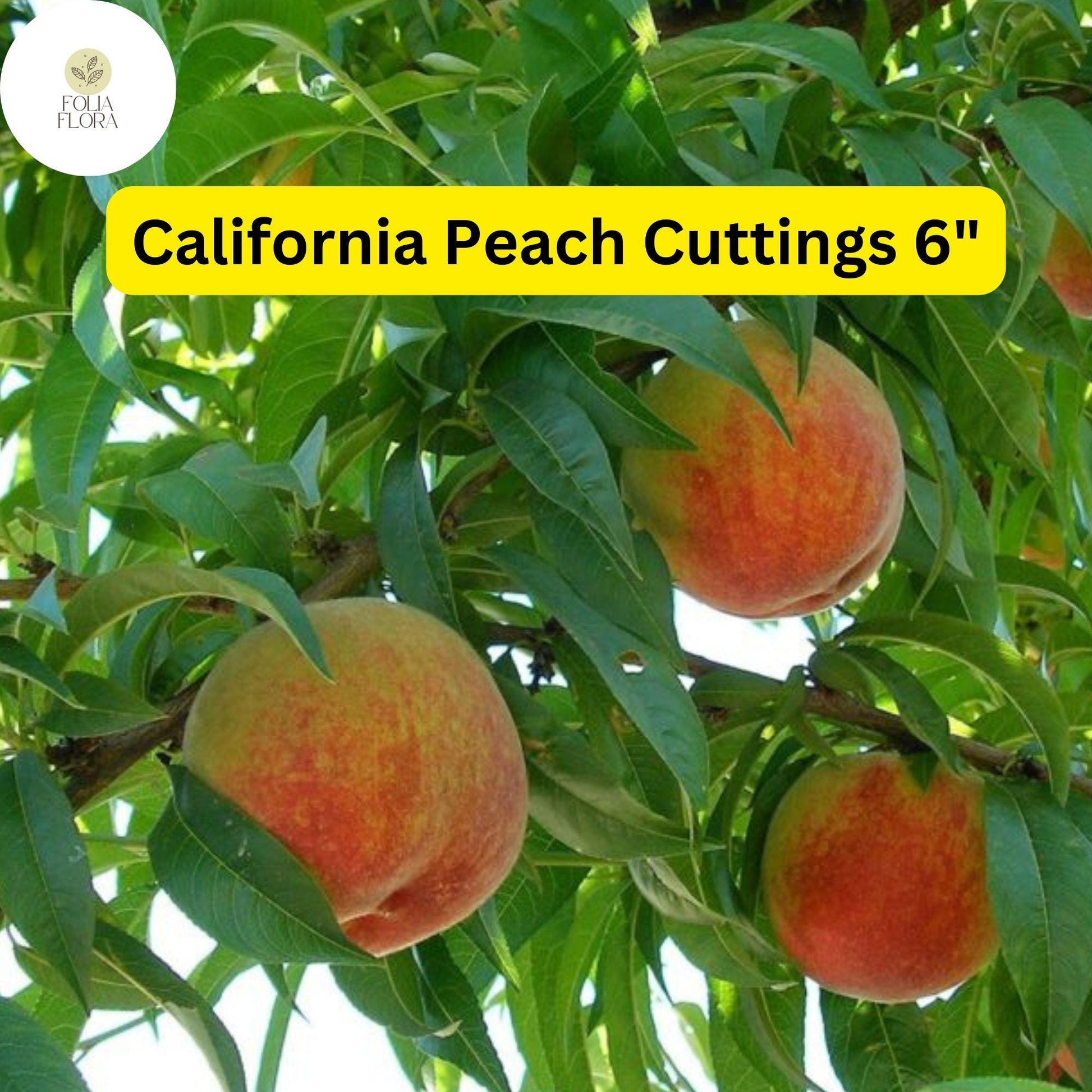 7 Live Cuttings 6" Prunus Persica California Peach | Sweet Fruit Tree Plant, Easy to Grow, Home Orchard, Juicy Peaches