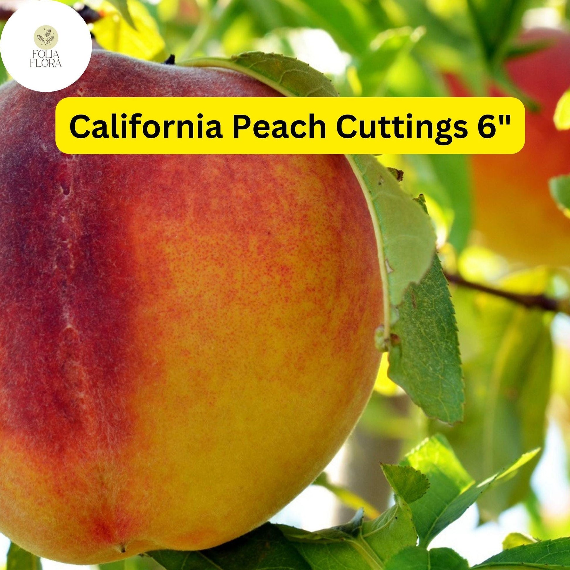 7 Live Cuttings 6" Prunus Persica California Peach | Sweet Fruit Tree Plant, Easy to Grow, Home Orchard, Juicy Peaches