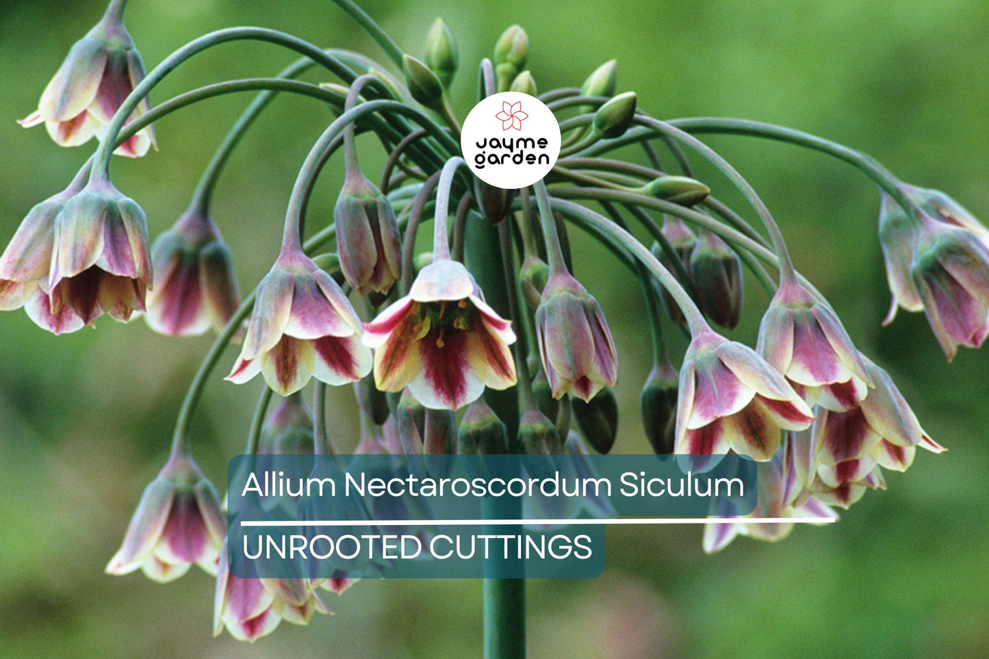 Allium Nectaroscordum Siculum Bulbs, Sicilian Honey Garlic, Bell-Shaped Flowers, Deer-Resistant, USDA Zones 4-9, 3 Pack