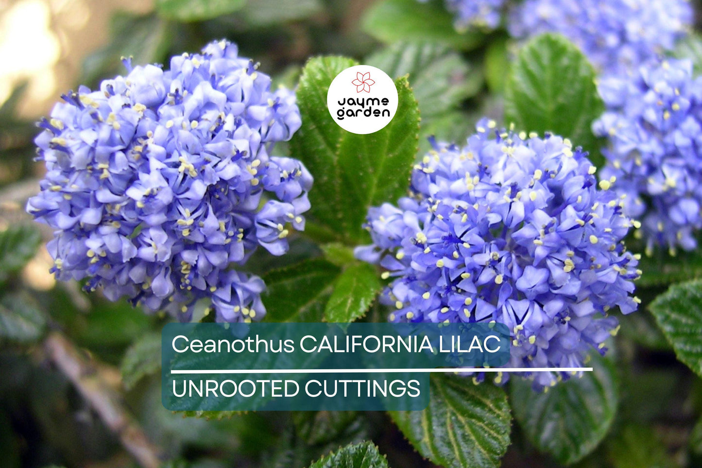Ceanothus California Lilac Cuttings, 3 Unrooted 6” Plants, Fragrant Blue Flowers, Drought-Tolerant, USDA Zones 7-10
