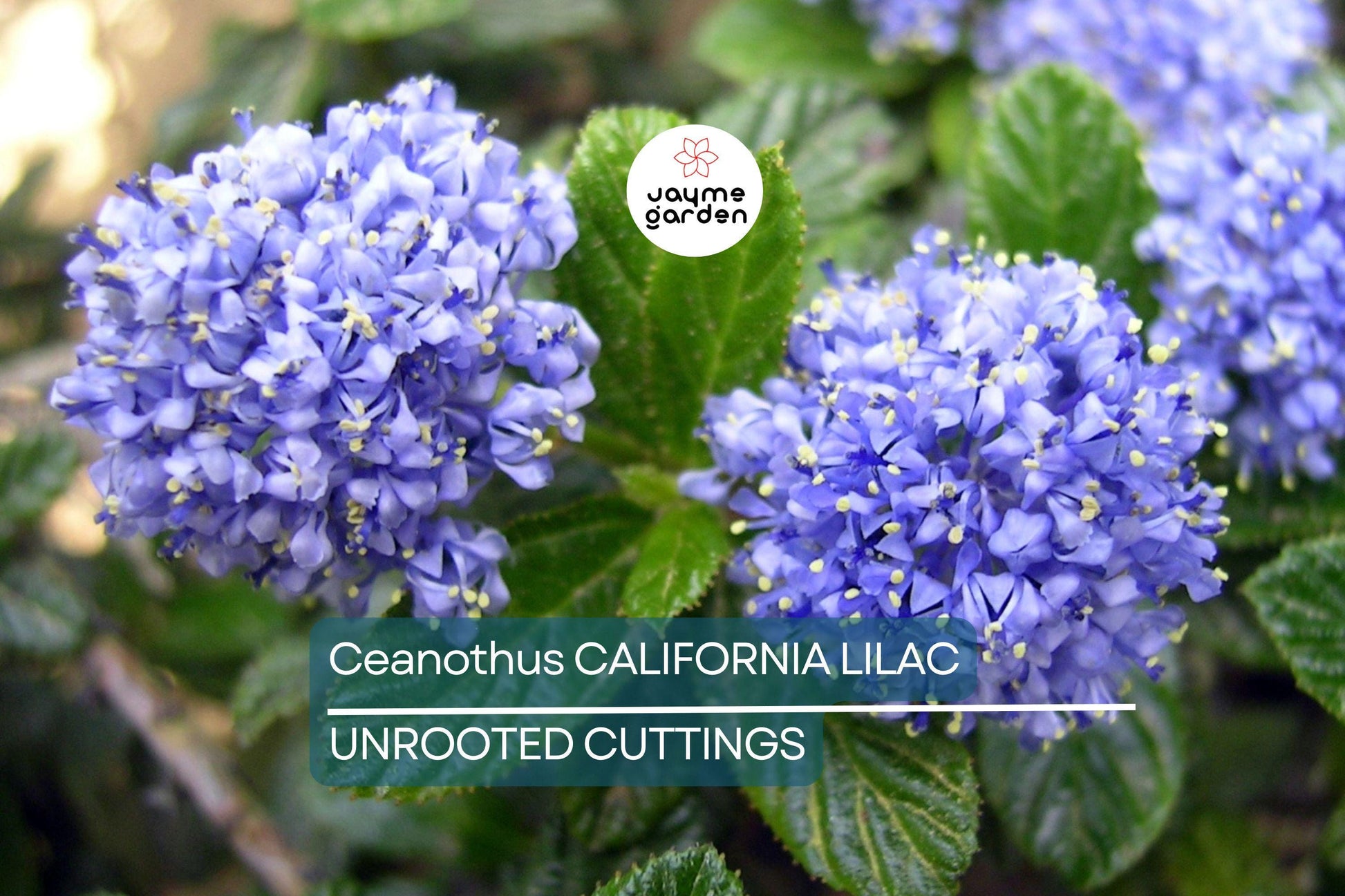 Ceanothus California Lilac Cuttings, 3 Unrooted 6” Plants, Fragrant Blue Flowers, Drought-Tolerant, USDA Zones 7-10