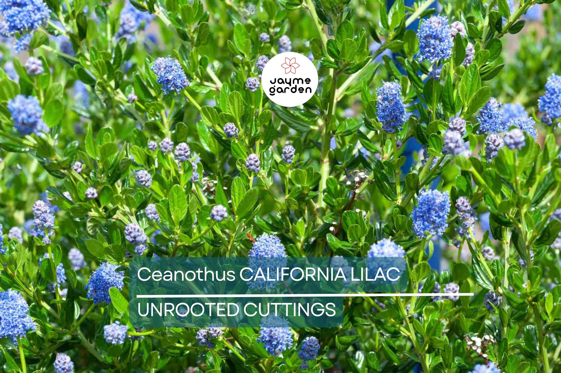 Ceanothus California Lilac Cuttings, 3 Unrooted 6” Plants, Fragrant Blue Flowers, Drought-Tolerant, USDA Zones 7-10