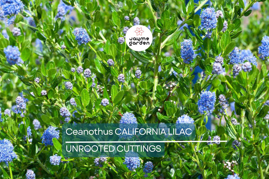 Ceanothus California Lilac Cuttings, 3 Unrooted 6” Plants, Fragrant Blue Flowers, Drought-Tolerant, USDA Zones 7-10