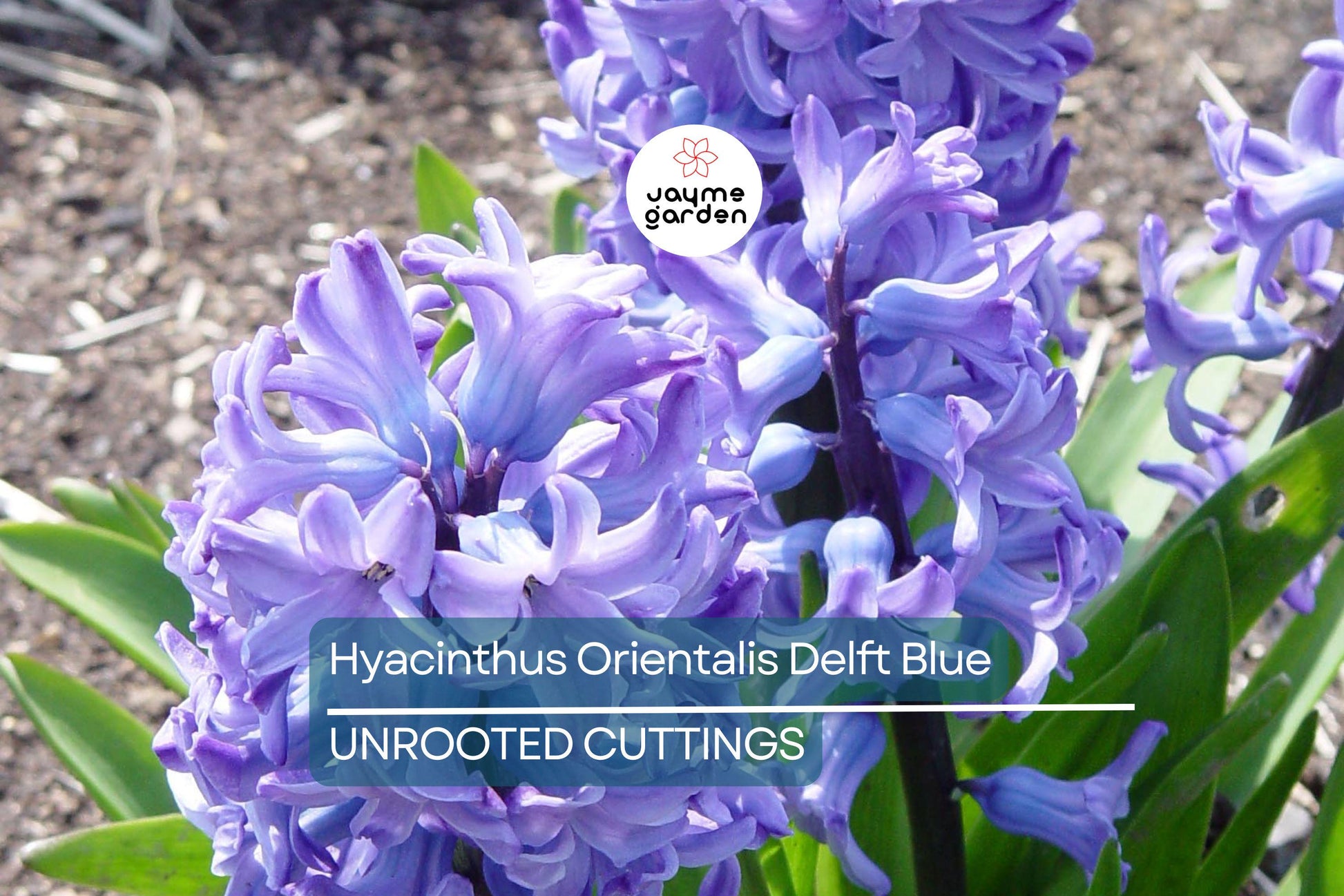 Hyacinthus Orientalis ‘Delft Blue’ – 2 Hyacinth Bulbs, 6" Fragrant Perennial Flowers, Spring Bloom, Easy to Grow