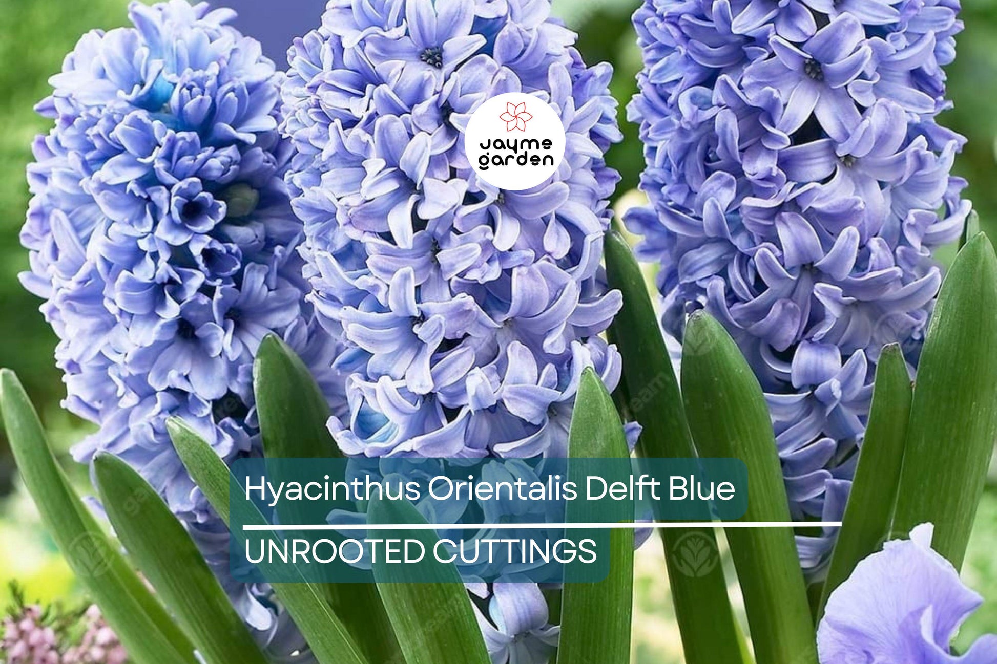 Hyacinthus Orientalis ‘Delft Blue’ – 2 Hyacinth Bulbs, 6" Fragrant Perennial Flowers, Spring Bloom, Easy to Grow