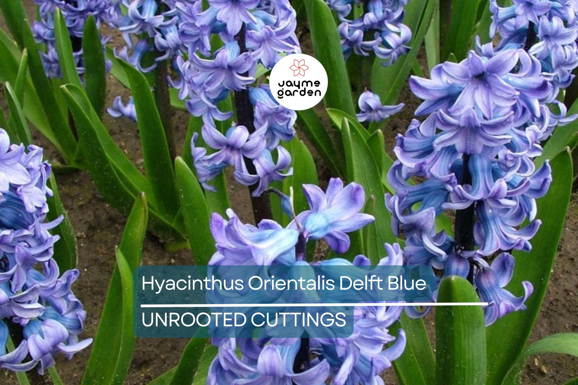 Hyacinthus Orientalis ‘Delft Blue’ – 2 Hyacinth Bulbs, 6" Fragrant Perennial Flowers, Spring Bloom, Easy to Grow