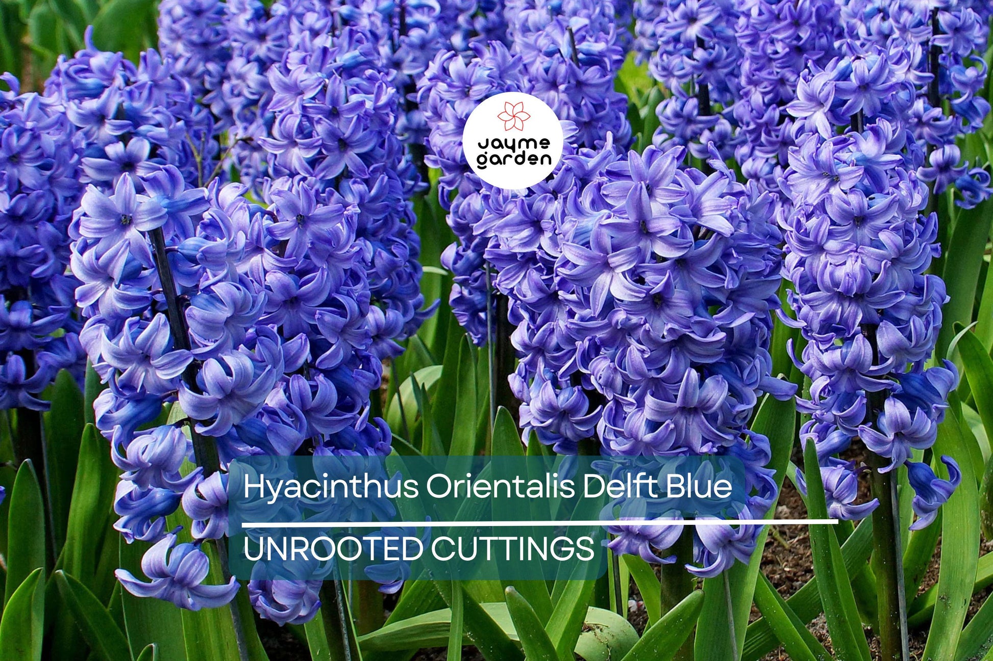 Hyacinthus Orientalis ‘Delft Blue’ – 2 Hyacinth Bulbs, 6" Fragrant Perennial Flowers, Spring Bloom, Easy to Grow
