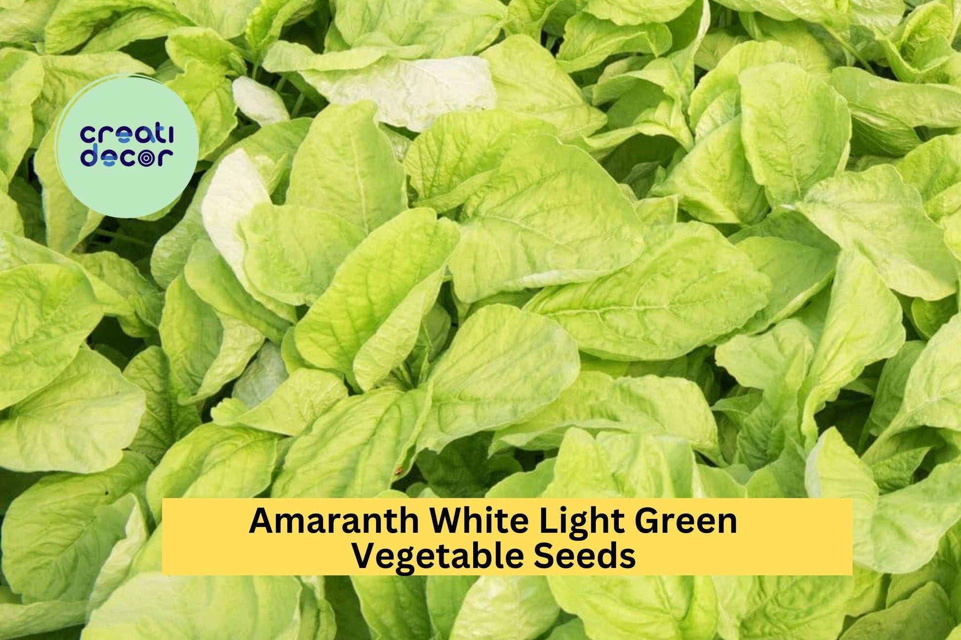 Edible Amaranth White Light Green Seeds – 500mg for Planting, Tender Leaves, Fast Growing, Garden & Container, Heirloom Vegetable