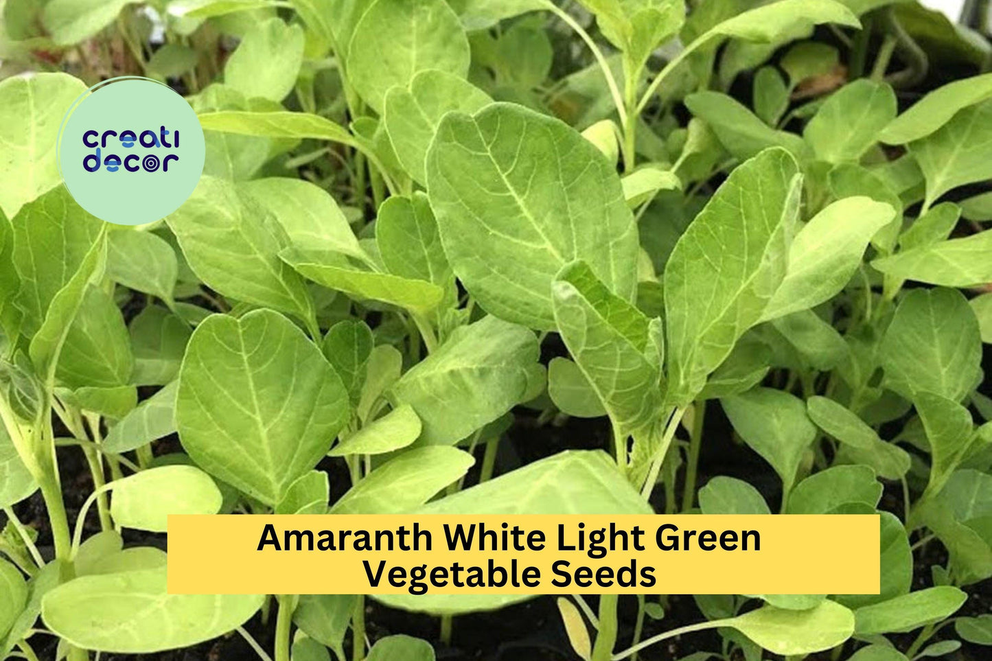 Edible Amaranth White Light Green Seeds – 500mg for Planting, Tender Leaves, Fast Growing, Garden & Container, Heirloom Vegetable