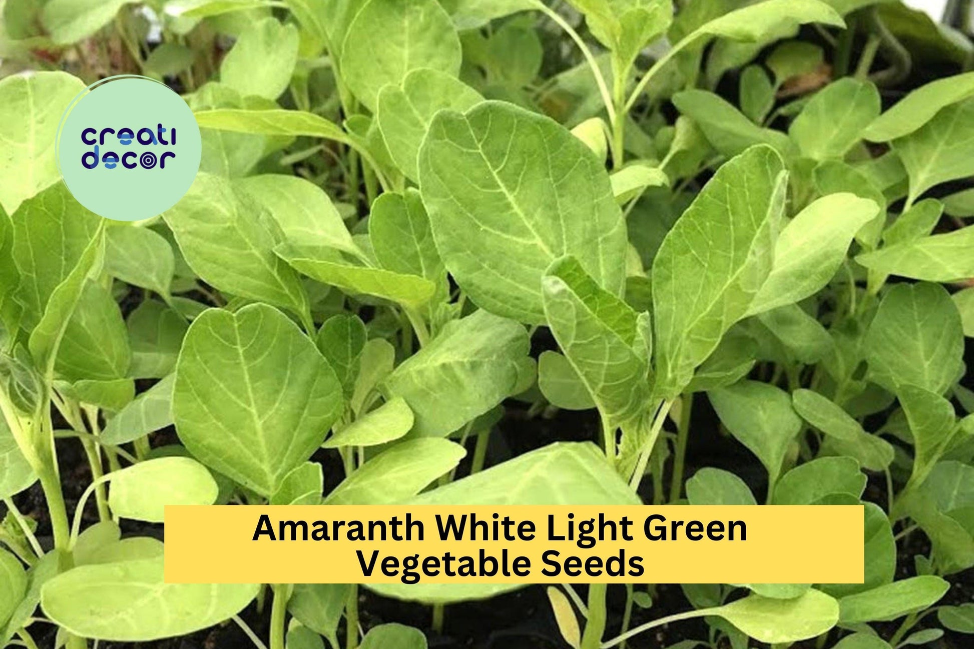 Edible Amaranth White Light Green Seeds – 500mg for Planting, Tender Leaves, Fast Growing, Garden & Container, Heirloom Vegetable