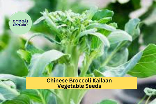 Chinese Broccoli Kailaan Seeds – 500mg for Planting, Open Pollinated, Tender Stems & Leaves, Fast Growing, High Yield, Garden Container