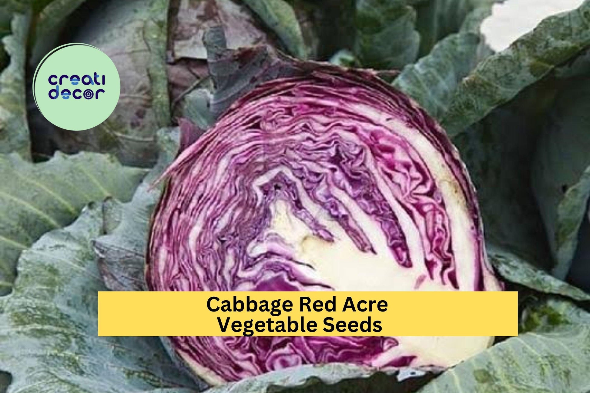 Cabbage Red Acre Seeds – 1g for Planting, Heirloom Variety, Compact & Sweet, Cold Hardy, High Yield, Garden Container