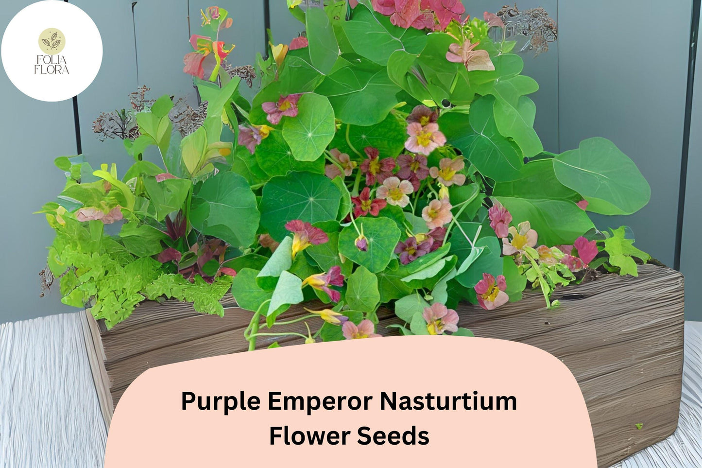 Tropaeolum majus Purple Emperor Nasturtium Seeds – 50+ Deep Burgundy Blooms for Garden & Containers