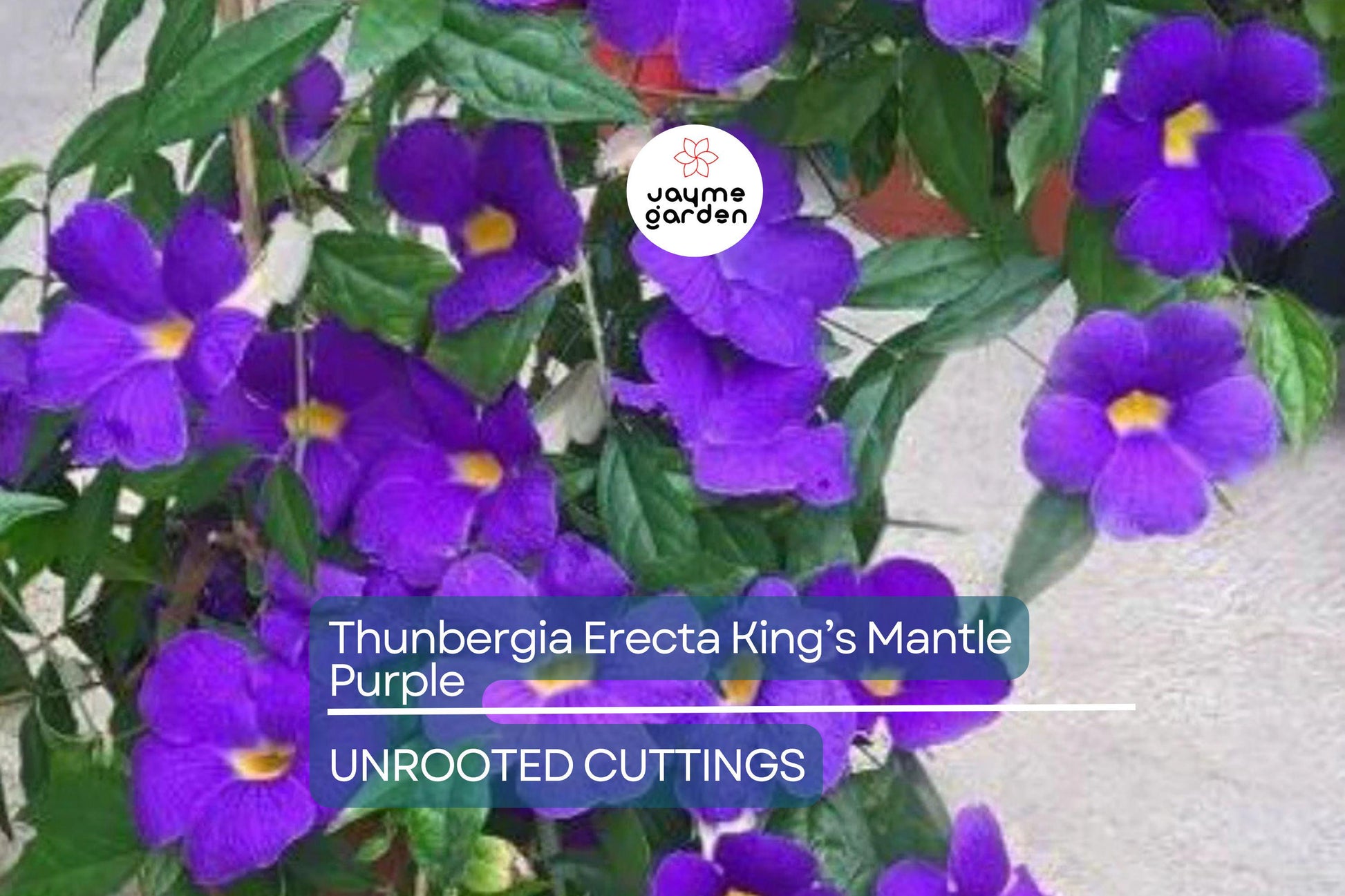 Thunbergia Erecta King’s Mantle Cuttings - 7 Purple Flowering Shrubs, Fast-Growing, Perennial, USDA Zones 9-11