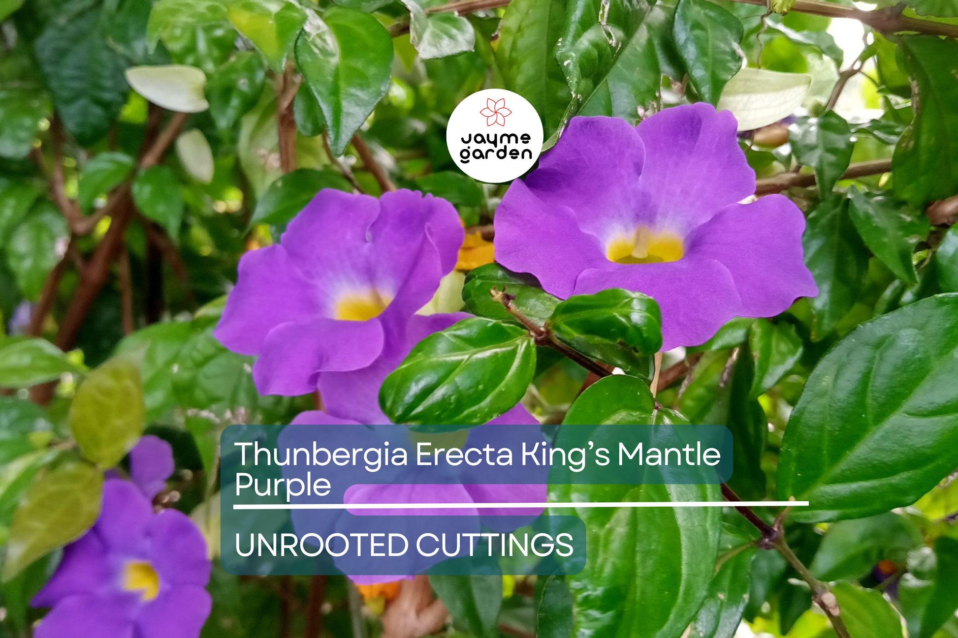 Thunbergia Erecta King’s Mantle Cuttings - 7 Purple Flowering Shrubs, Fast-Growing, Perennial, USDA Zones 9-11