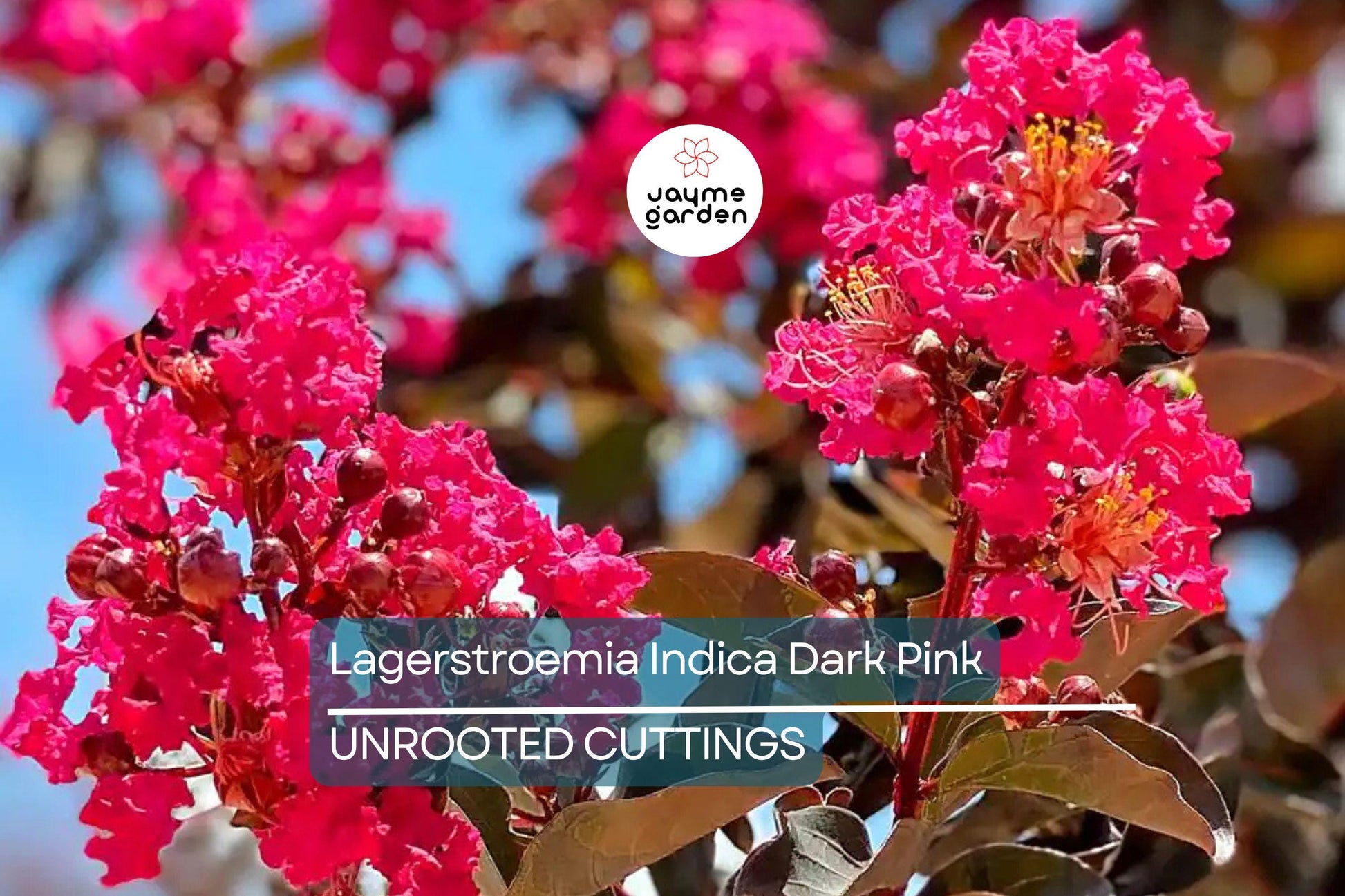 Dark Pink Crepe Myrtle Cuttings - 7 Live 6" Cuttings, Fast-Growing, Flowering Tree for Outdoor Gardens, USDA Zones 7-10