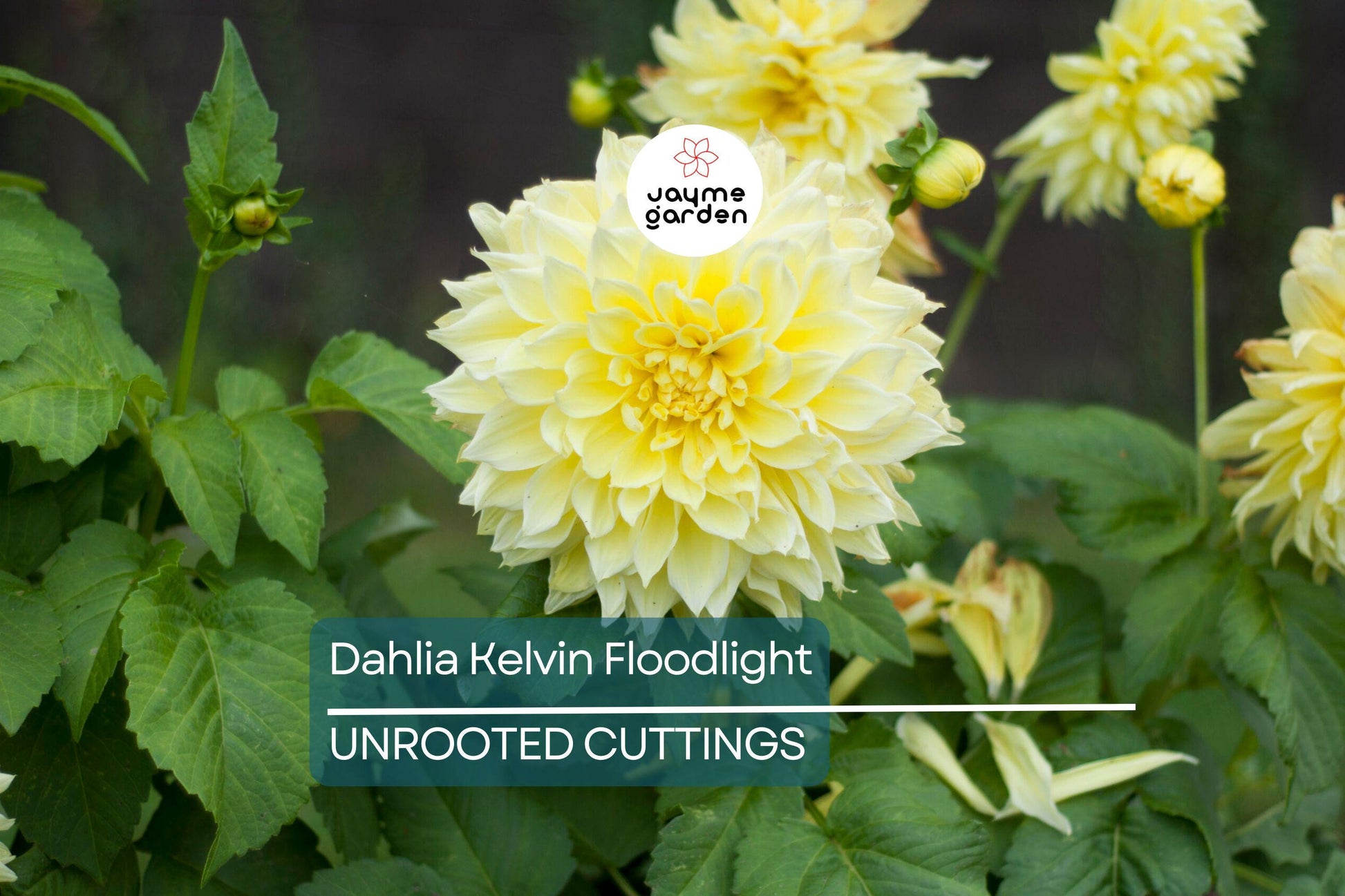 Dahlia Kelvin Floodlight 36-48" Live Flower Bulb Tuber | Yellow Dinnerplate Dahlia | Large 12" Blooms