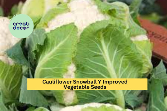 Cauliflower Snowball Y Improved Seeds – 500mg for Planting, Heirloom Variety, Tender & Mild, Cold Hardy, High Yield, Garden Container