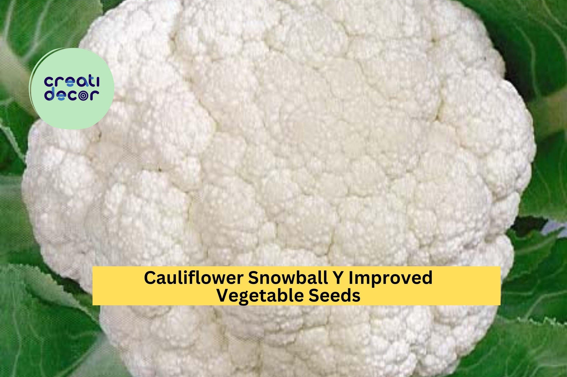 Cauliflower Snowball Y Improved Seeds – 500mg for Planting, Heirloom Variety, Tender & Mild, Cold Hardy, High Yield, Garden Container