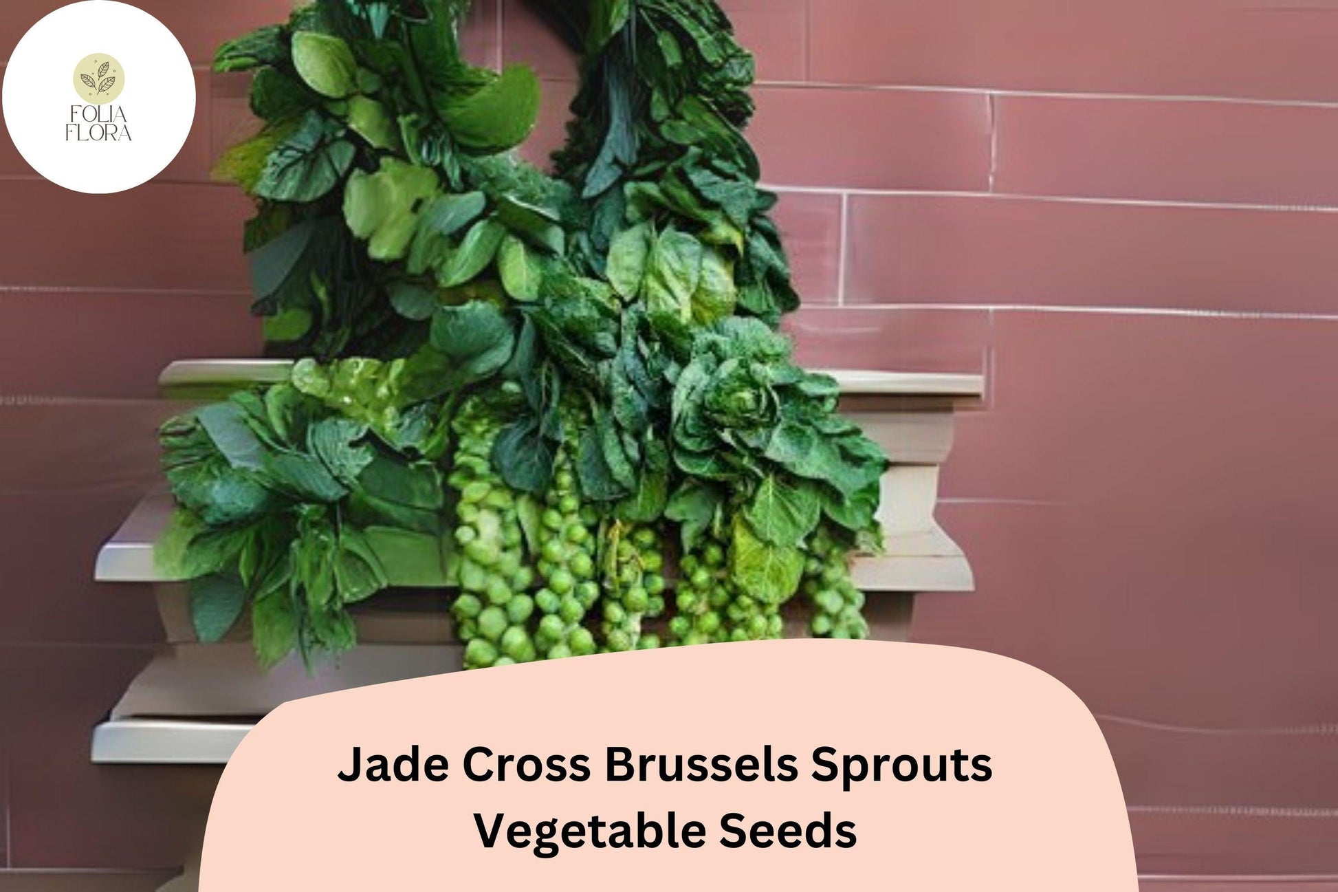 500+ Jade Cross Brussels Sprouts Seeds – Compact, High-Yield & Cold-Hardy Variety