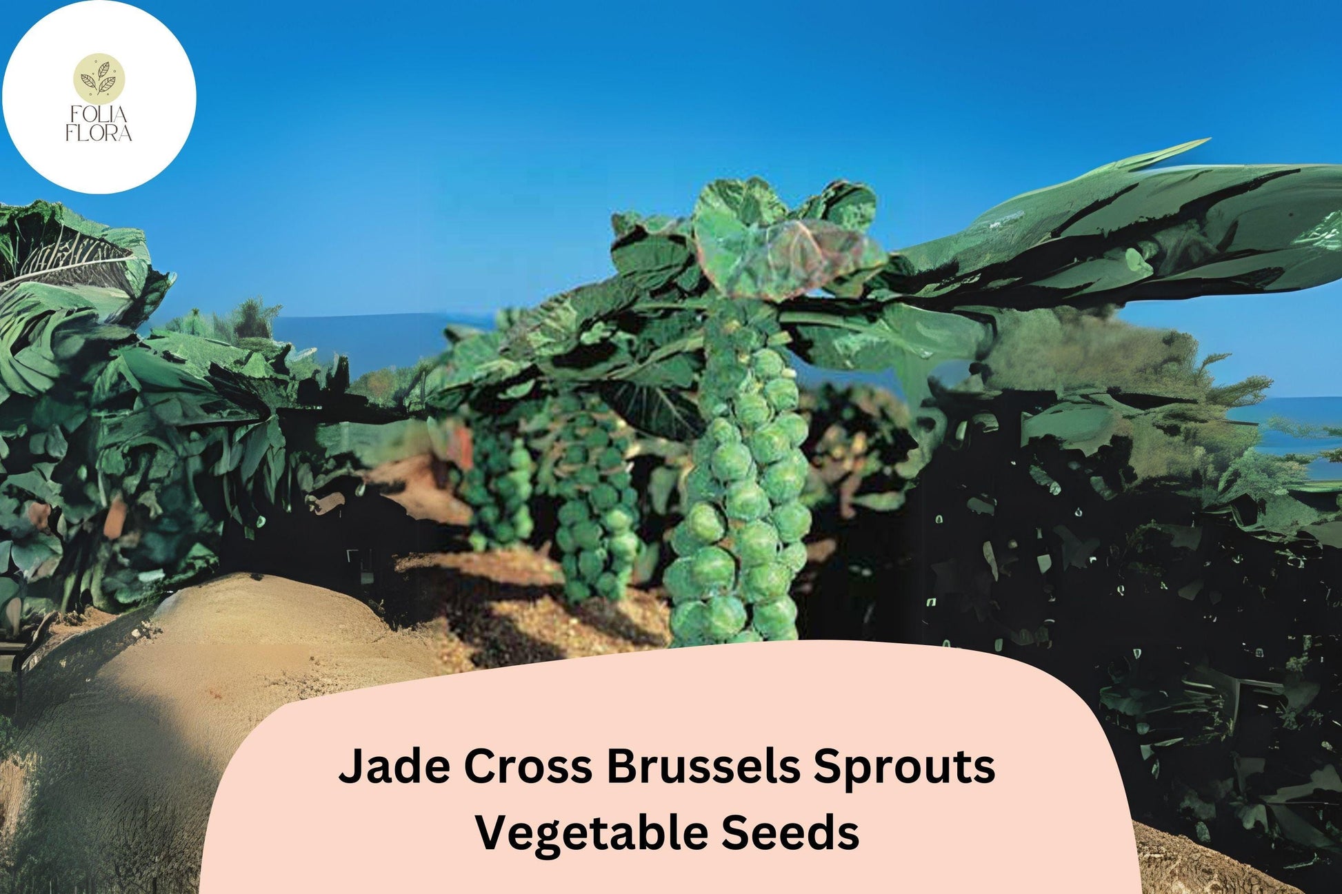 500+ Jade Cross Brussels Sprouts Seeds – Compact, High-Yield & Cold-Hardy Variety