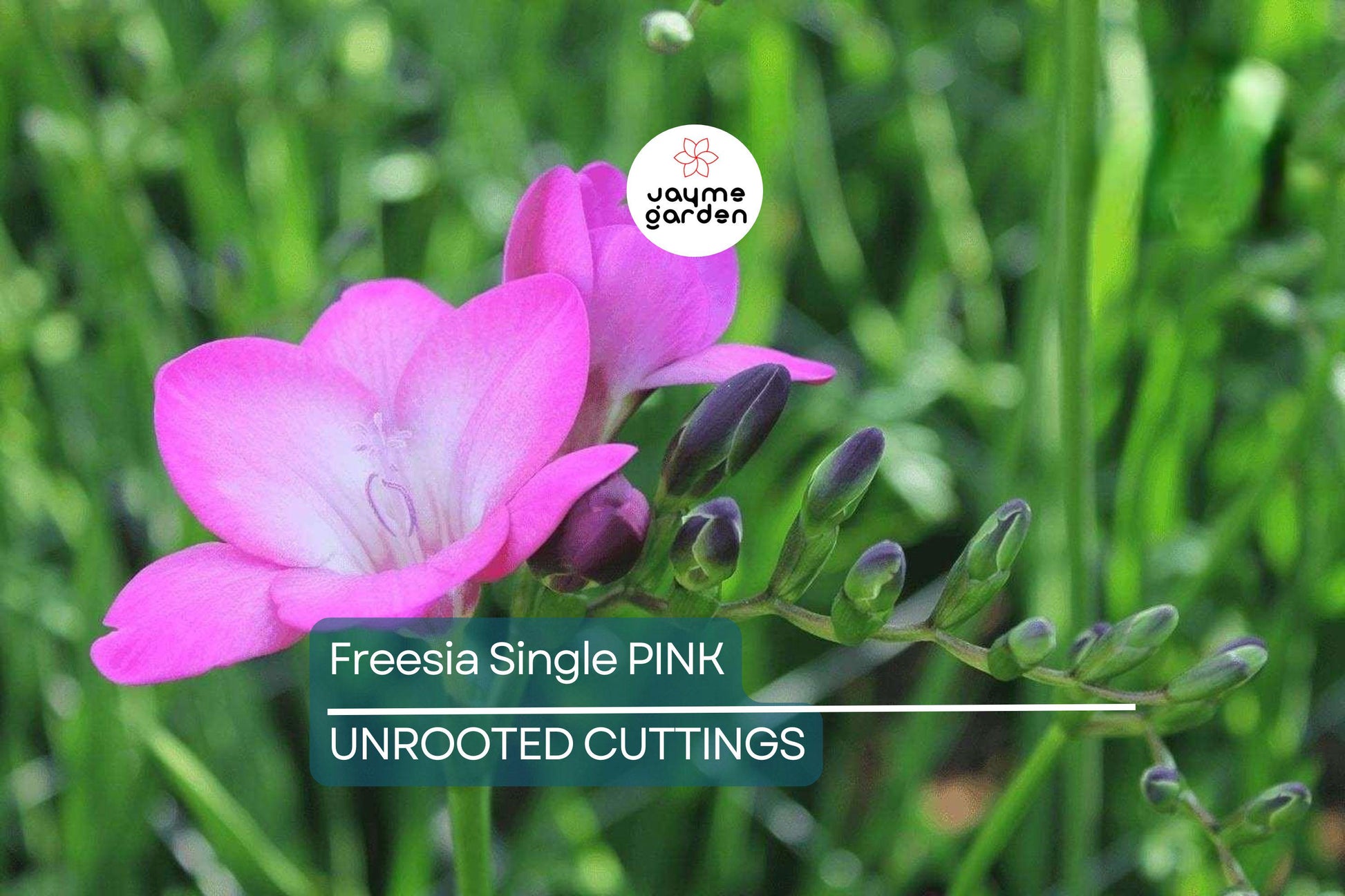 Freesia Single Pink Bulbs - 5 Fragrant Flower Bulbs, Intense Pink Blooms, Perfect for Gardens & Containers, USDA Zones 9-10