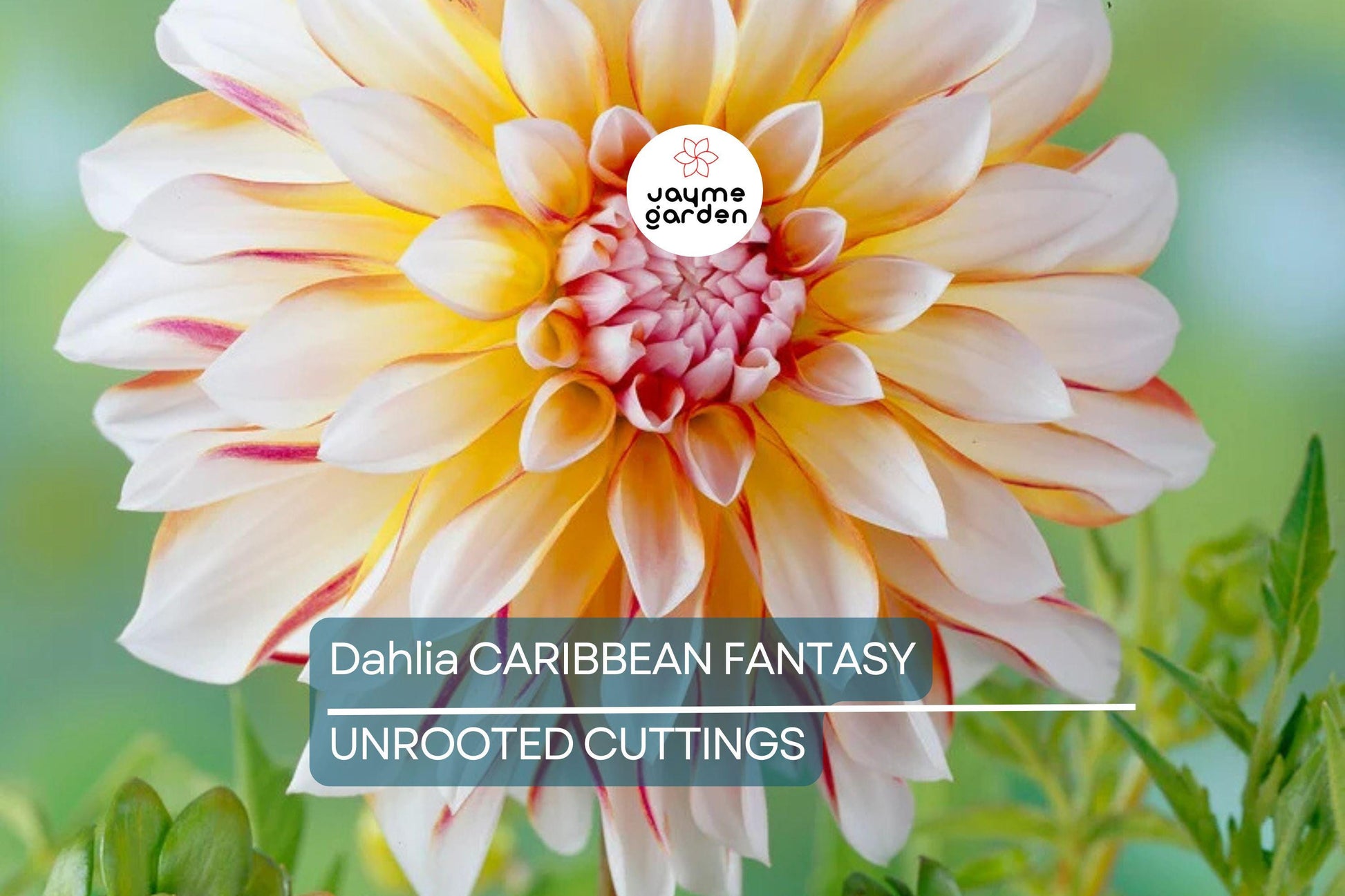 Dahlia Caribbean Fantasy Tuber - Peach, Yellow, Red Blooms, Fast-Growing, Perfect for Cut Flowers, USDA Zones 8-10