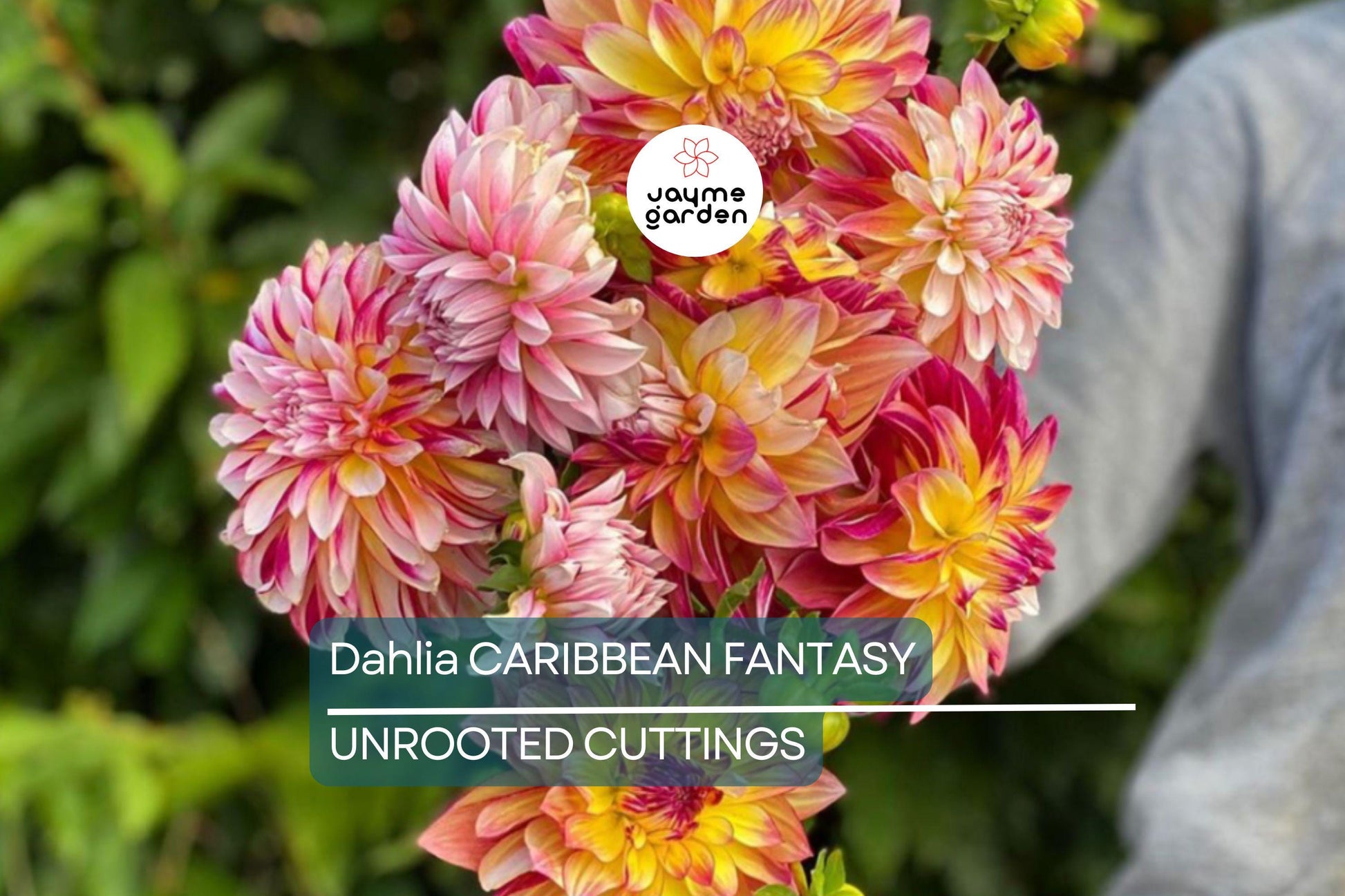Dahlia Caribbean Fantasy Tuber - Peach, Yellow, Red Blooms, Fast-Growing, Perfect for Cut Flowers, USDA Zones 8-10
