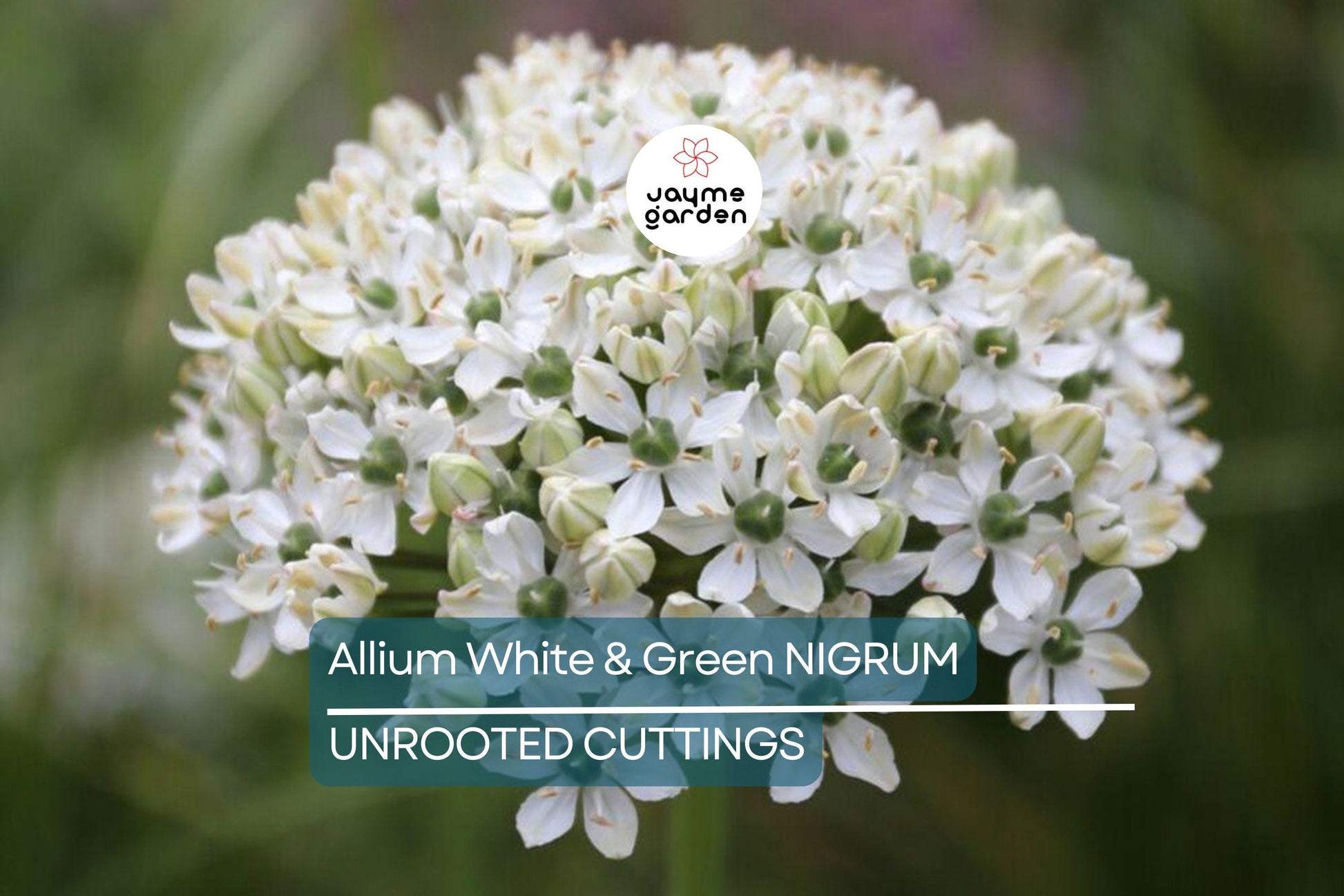 Allium Nigrum Bulbs - 5 White & Green Flower Bulbs, Fragrant, Deer-Resistant, Perfect for Cut Flowers, USDA Zones 4-8