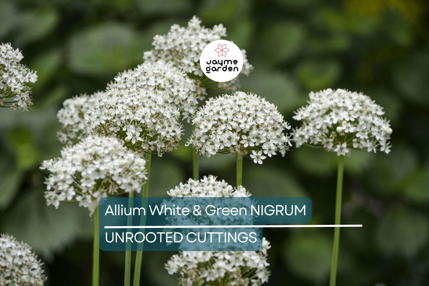 Allium Nigrum Bulbs - 5 White & Green Flower Bulbs, Fragrant, Deer-Resistant, Perfect for Cut Flowers, USDA Zones 4-8