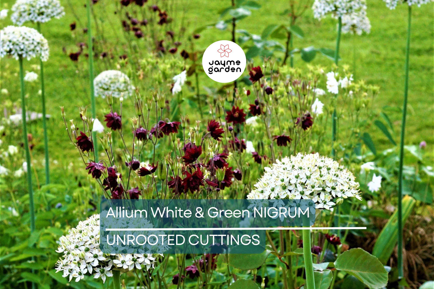 Allium Nigrum Bulbs - 5 White & Green Flower Bulbs, Fragrant, Deer-Resistant, Perfect for Cut Flowers, USDA Zones 4-8
