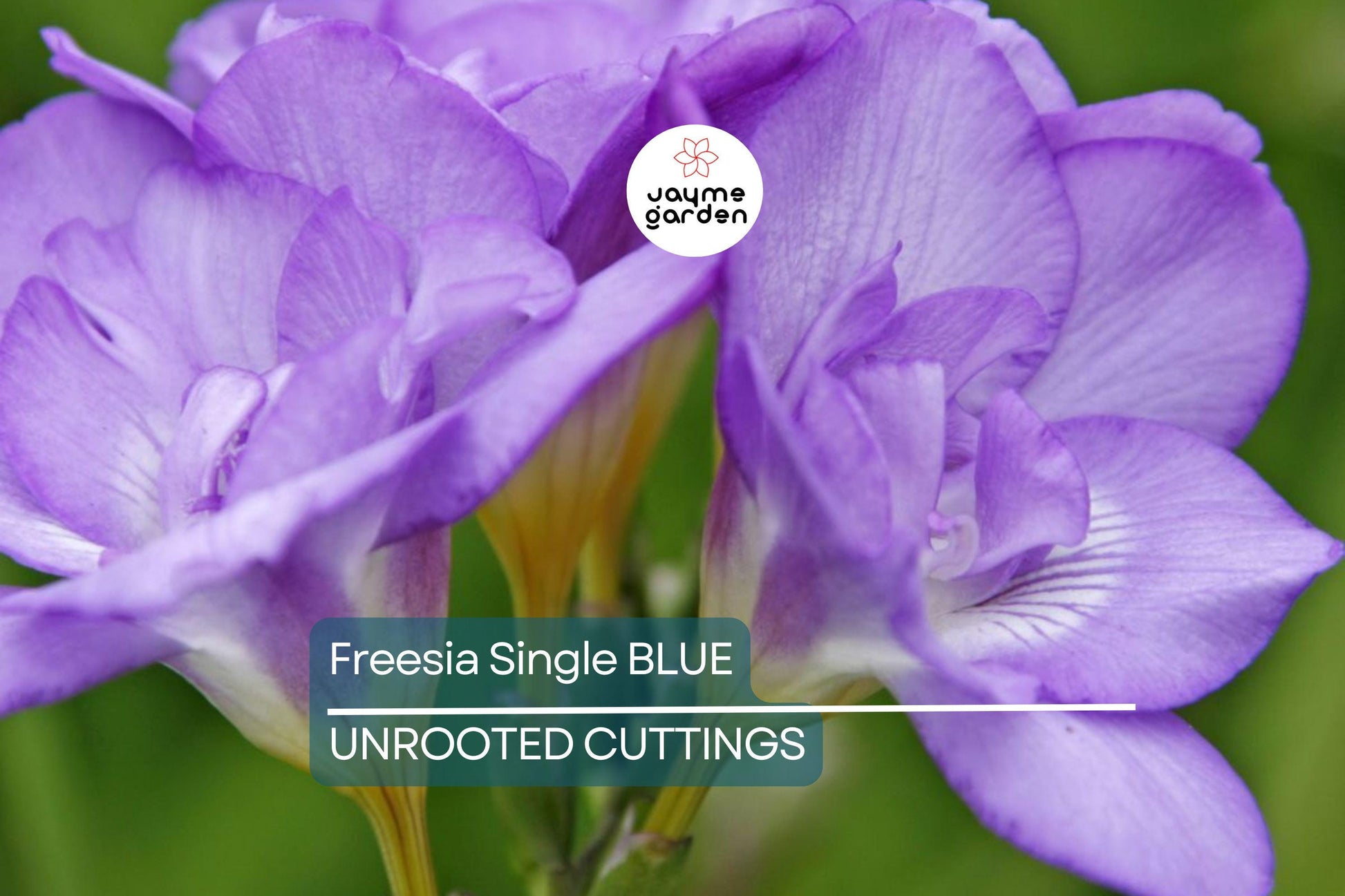 Freesia Single Blue Bulbs - 5 Fragrant Flower Bulbs, Violet-Blue Blooms, Perfect for Gardens & Containers, USDA Zones 9-10