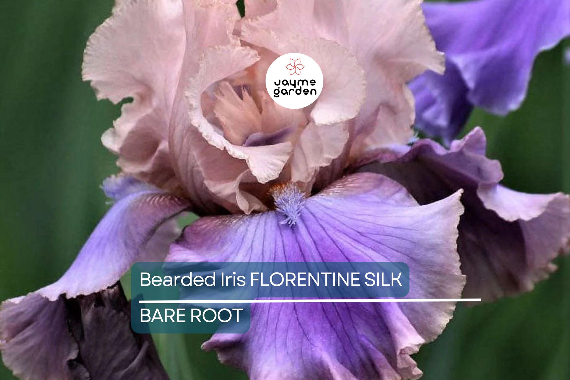 Bearded Iris Florentine Silk - Pink, Lavender, Purple Blooms, Fragrant, Deer-Resistant, USDA Zones 3-10
