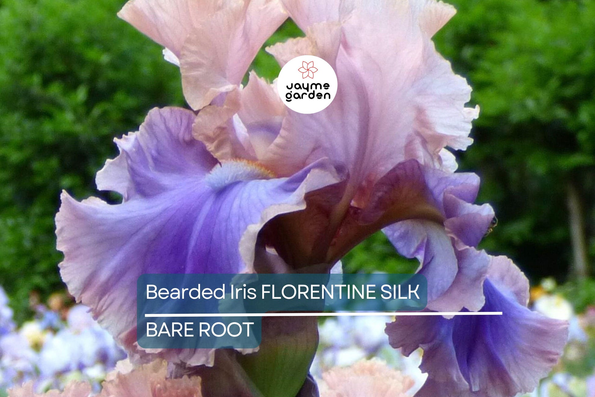 Bearded Iris Florentine Silk - Pink, Lavender, Purple Blooms, Fragrant, Deer-Resistant, USDA Zones 3-10