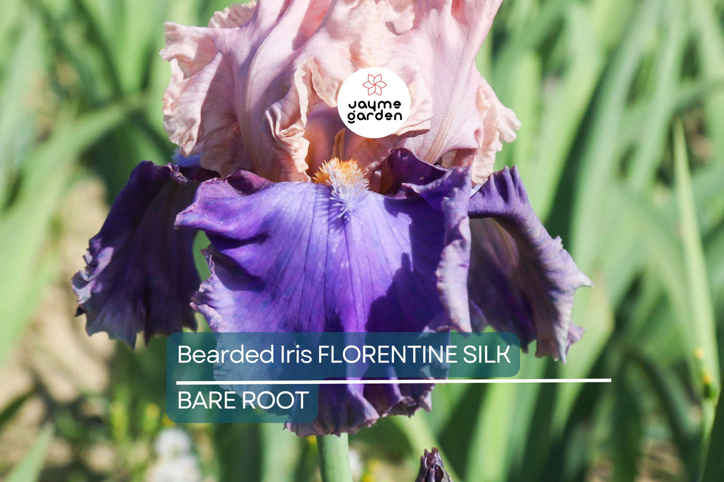 Bearded Iris Florentine Silk - Pink, Lavender, Purple Blooms, Fragrant, Deer-Resistant, USDA Zones 3-10
